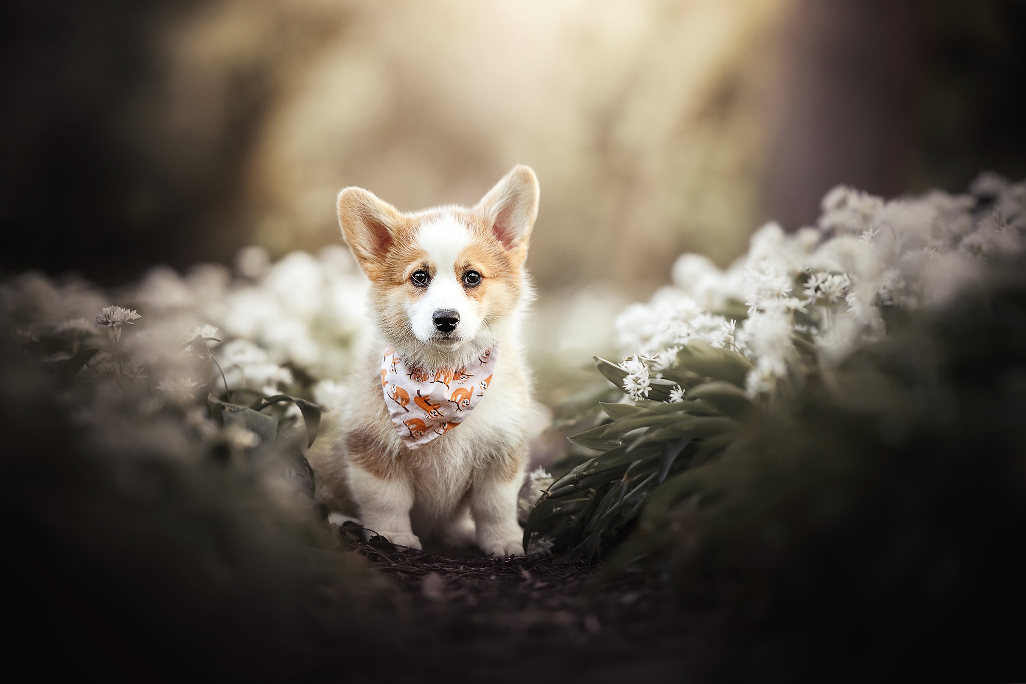 Corgi HD Wallpaper and Background