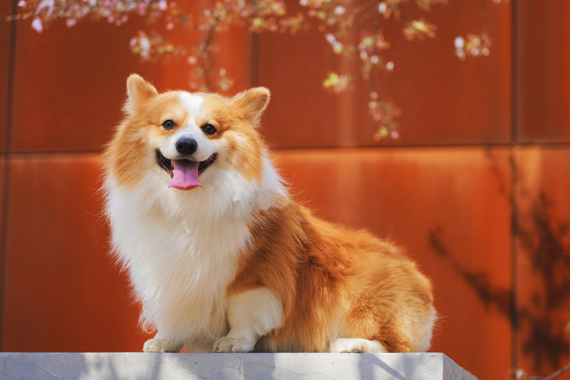 Corgi Wallpaper