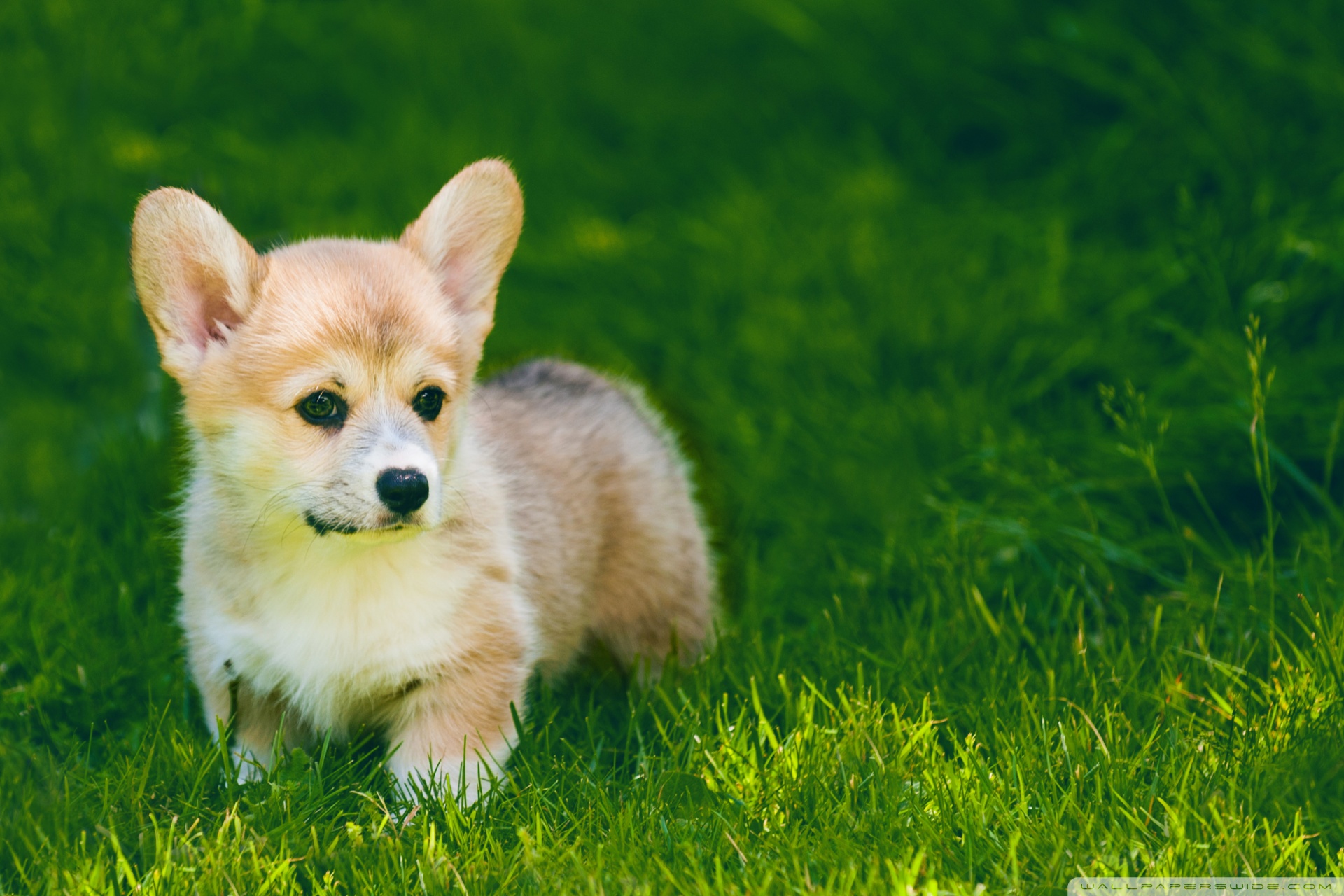 Cute Pembroke Welsh Corgi Puppy Outdoor Ultra HD Desktop Background Wallpaper for 4K UHD TV, Widescreen & UltraWide Desktop & Laptop, Tablet