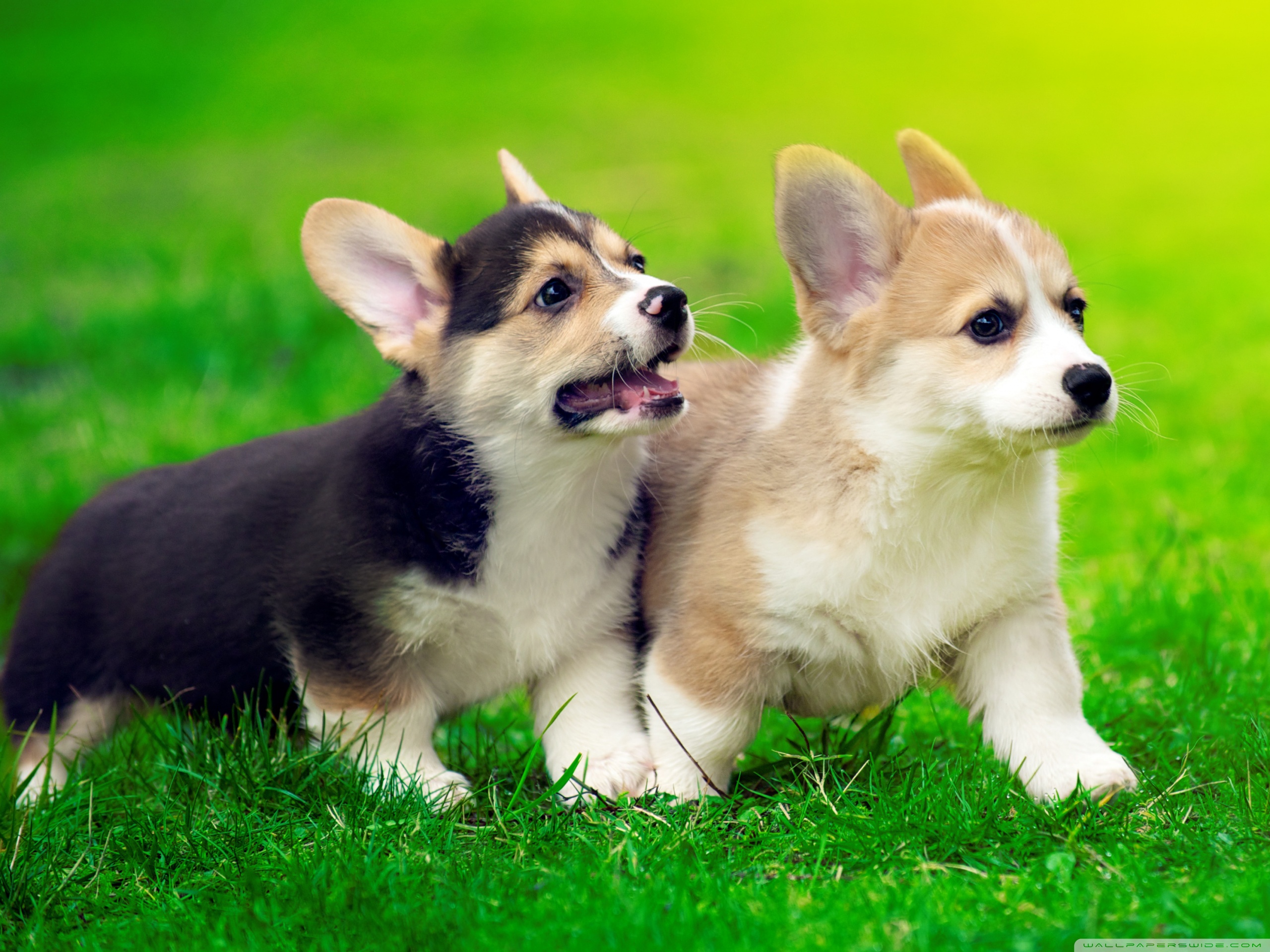 Cute Pembroke Welsh Corgi Puppies Running Ultra HD Desktop Background Wallpaper for 4K UHD TV, Widescreen & UltraWide Desktop & Laptop, Tablet