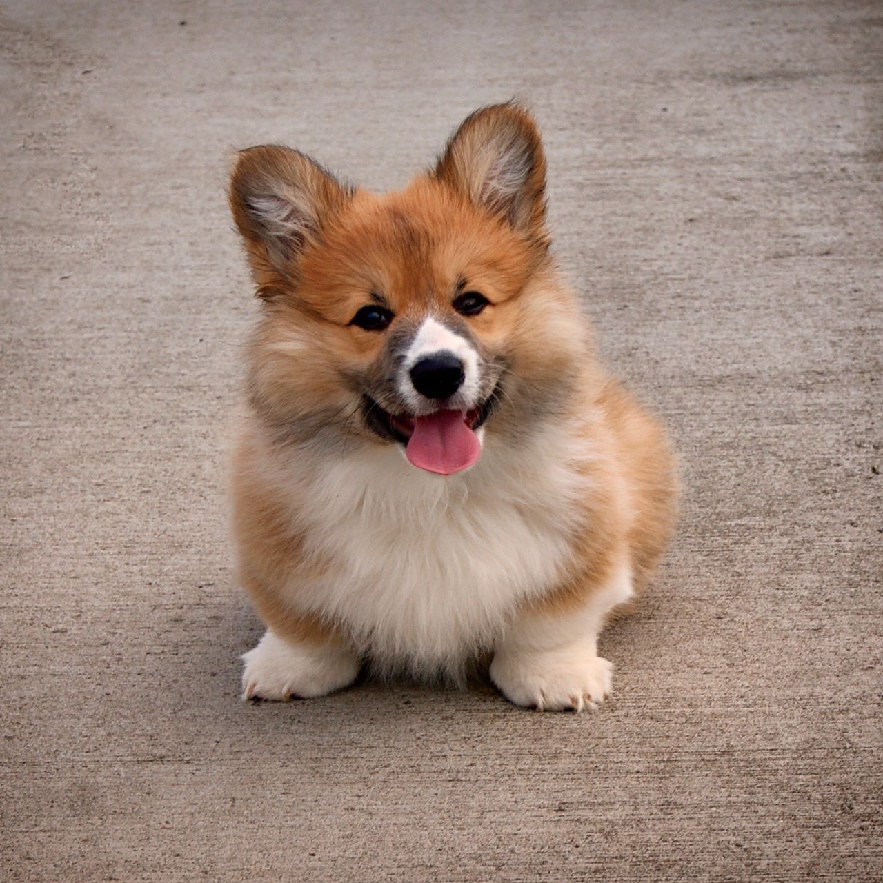 Download wallpaper 1280x1280 welsh corgi, puppy, dog, cute ipad, ipad 2, ipad mini for parallax HD background