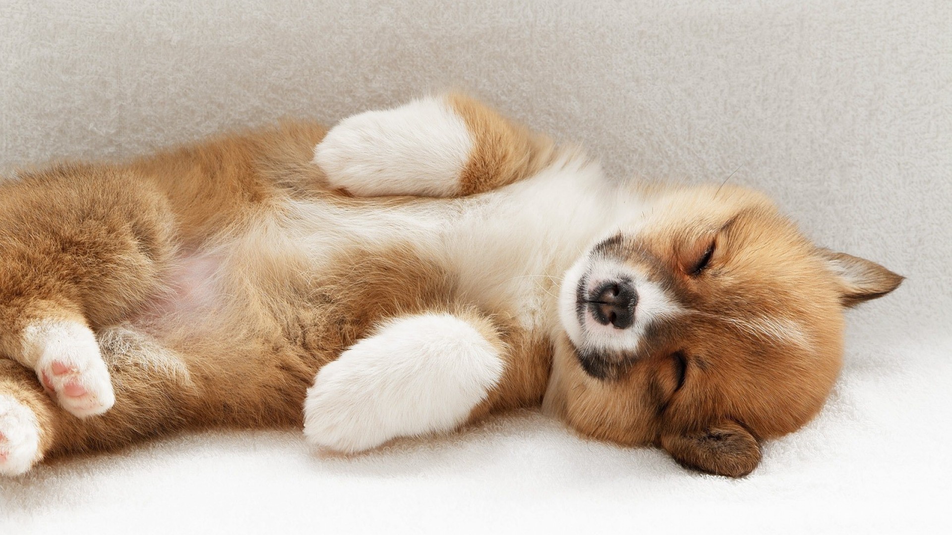 Corgi puppy velsh sleeps Desktop wallpaper 1920x1080