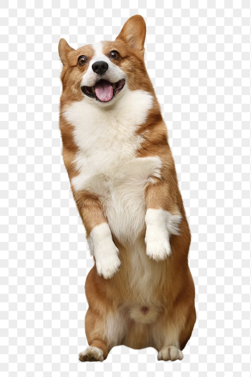 Cute Corgi Dog Background Image Wallpaper