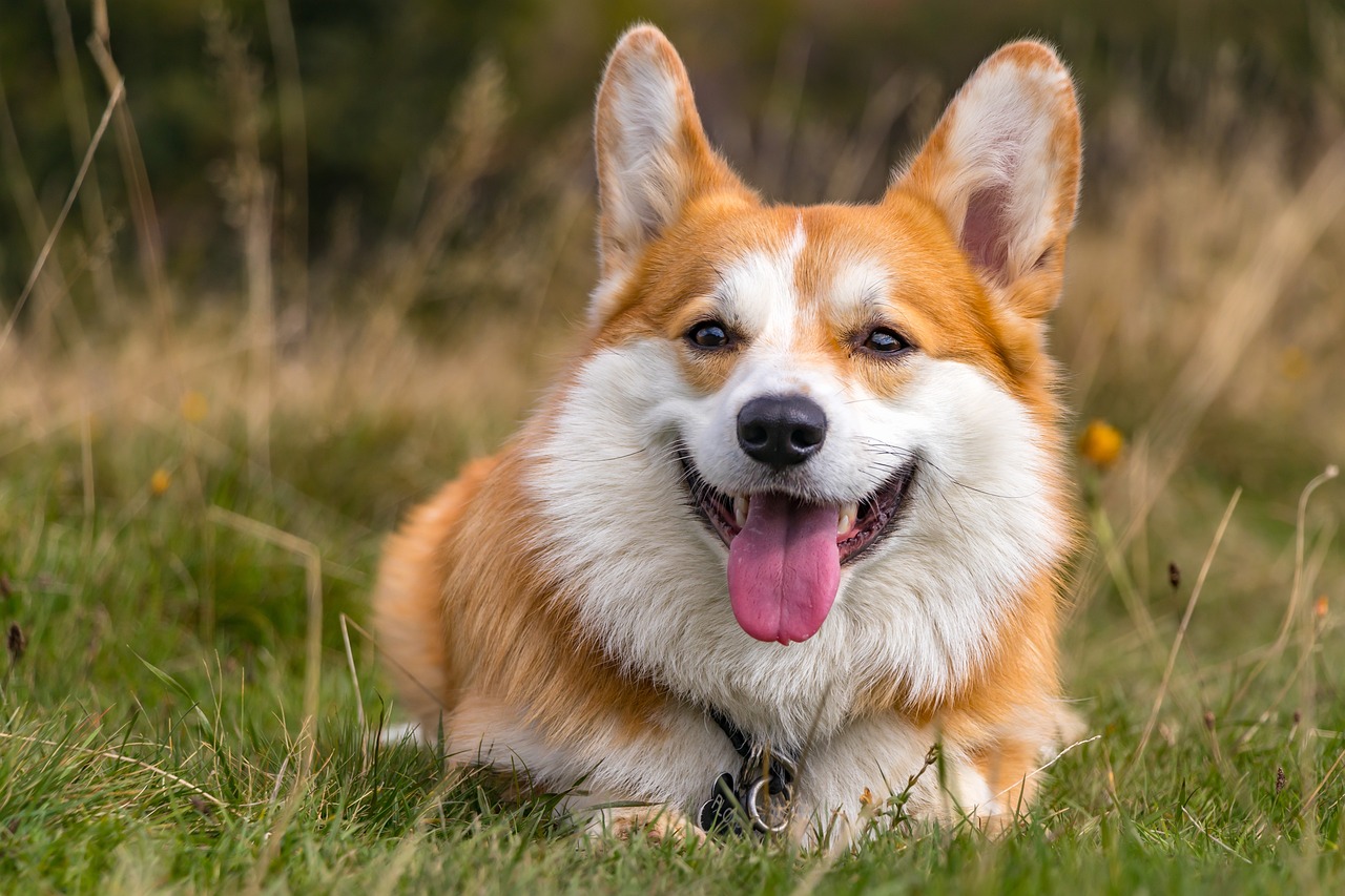 Free Welsh Corgi & Corgi Image