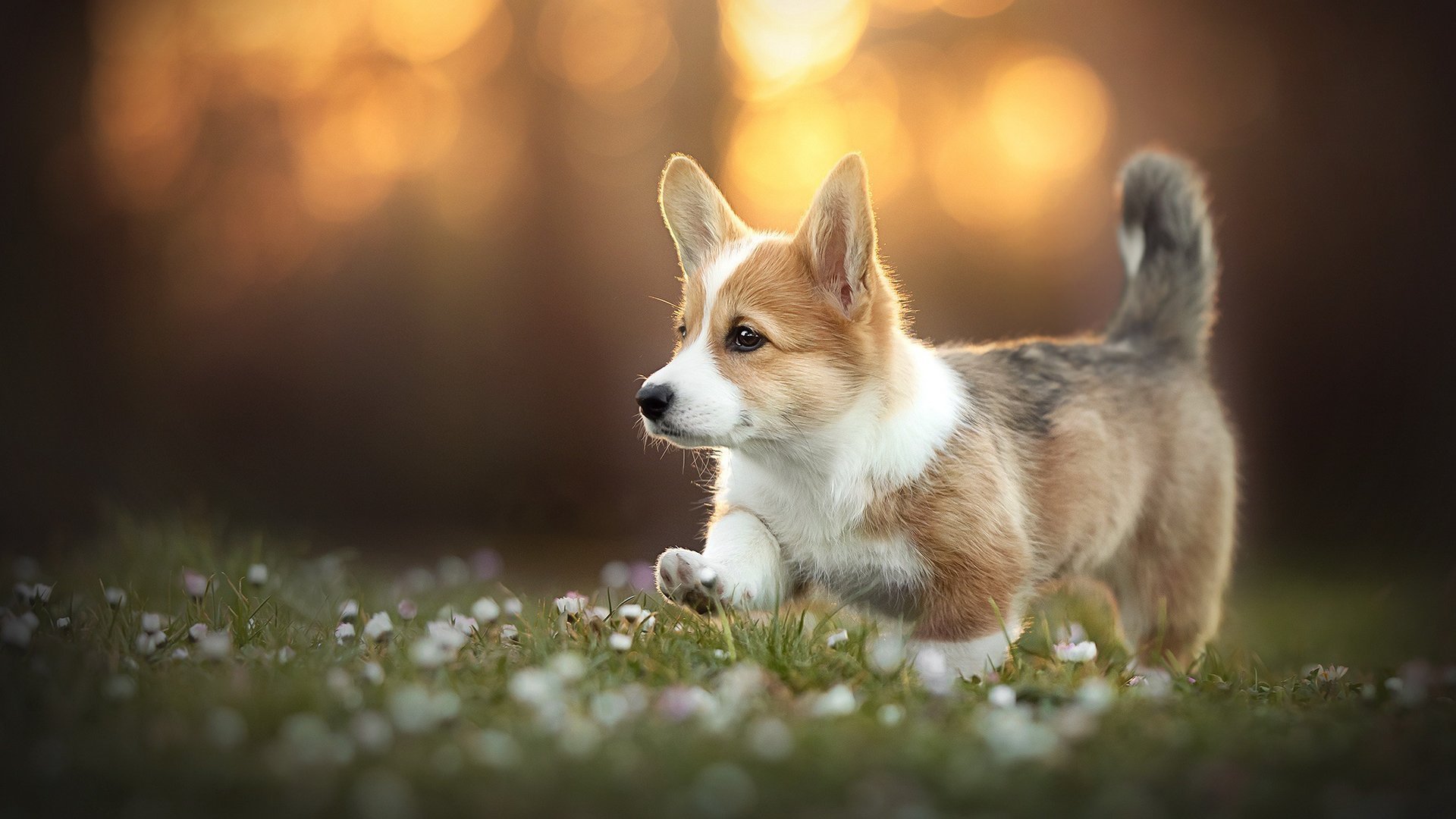 Corgi Theme for Windows 10 and 11