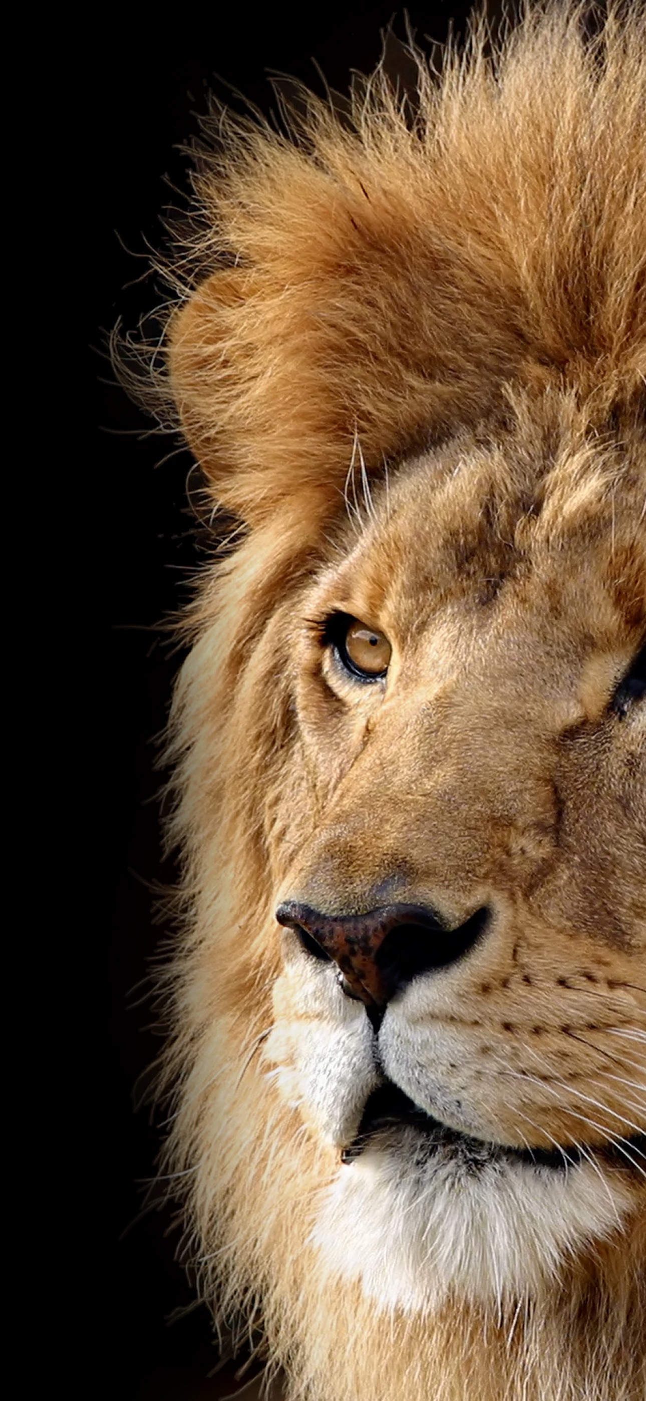 Mac OS X Lion Wallpaper 4K, Lion, Black