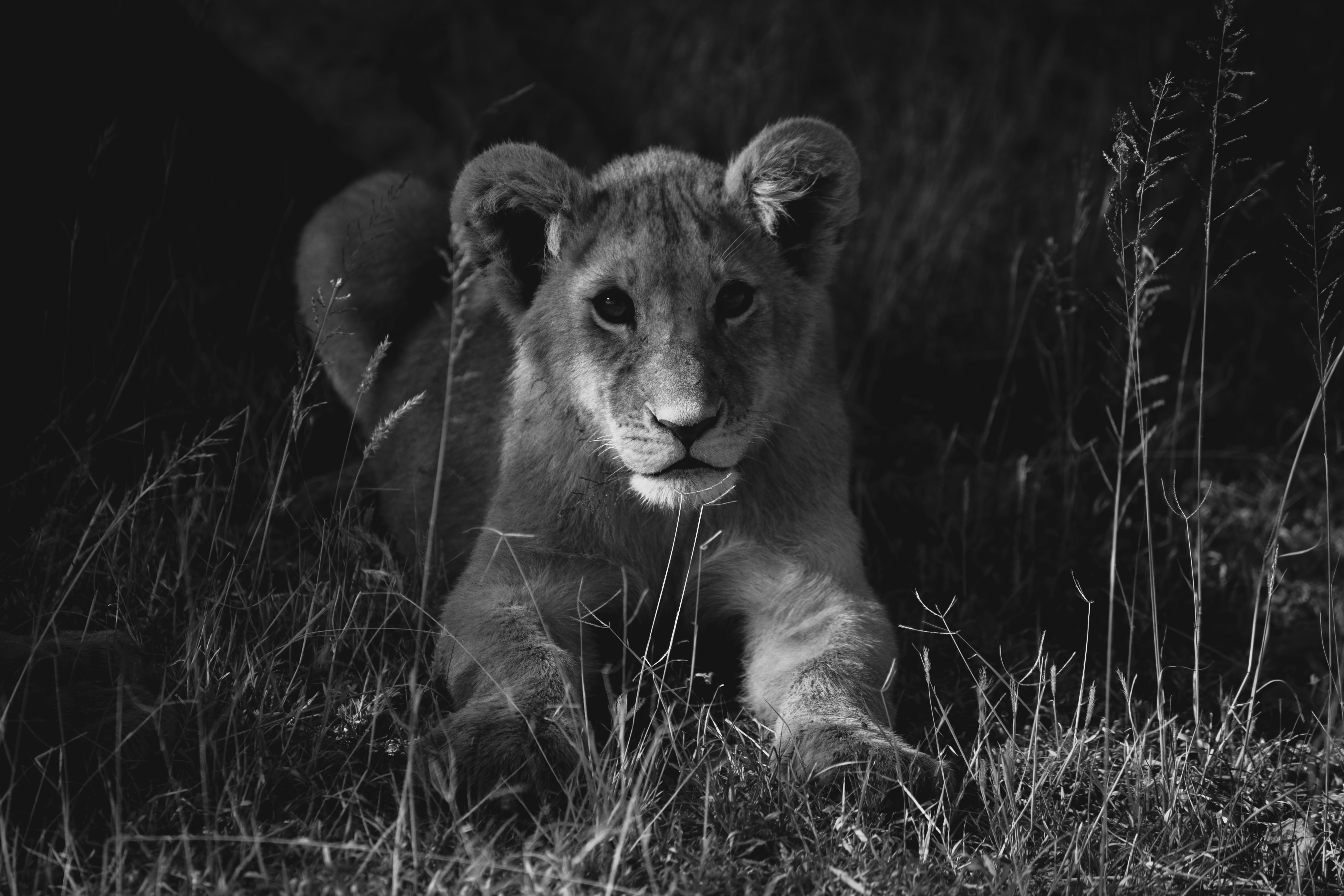 1,Best Lion Photo · 100% Free Downloads