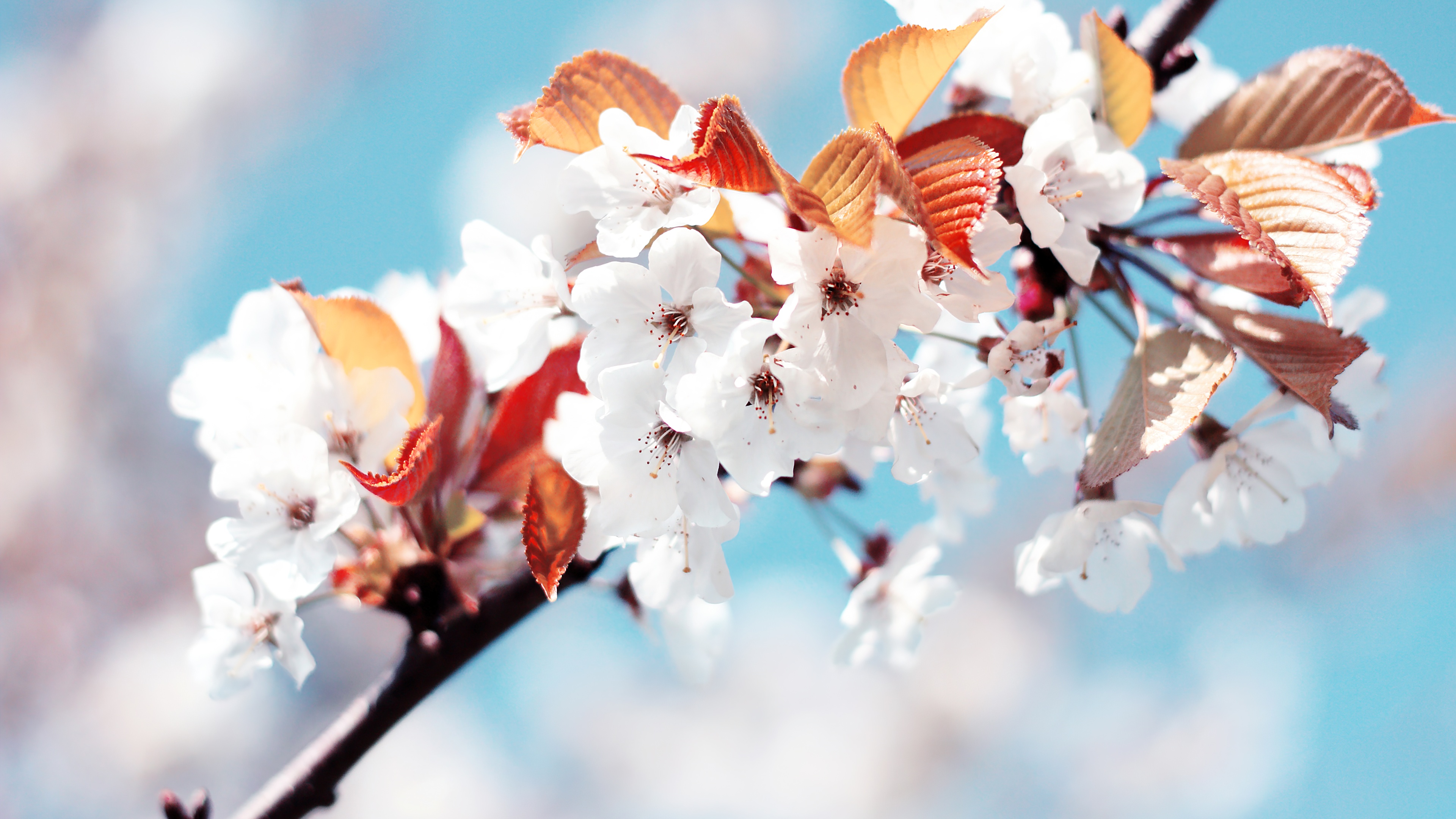 Cherry blossom Wallpaper 4K, Cherry flowers, Spring, France