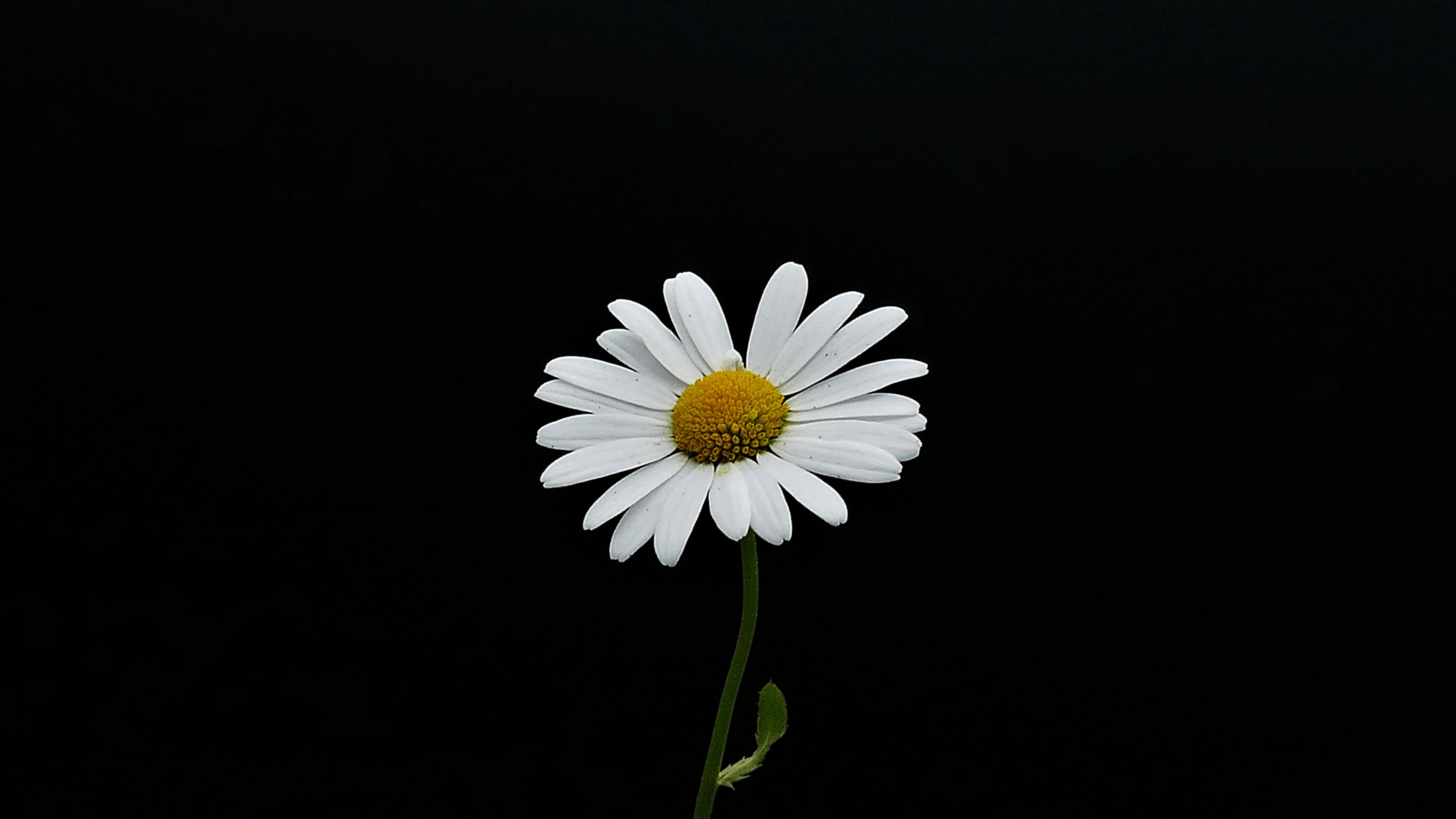 Download wallpaper 3840x2160 portrait, white flower, minimal, daisy 4k wallpaper, uhd wallpaper, 16:9 widescreen 3840x2160 HD background, 8509