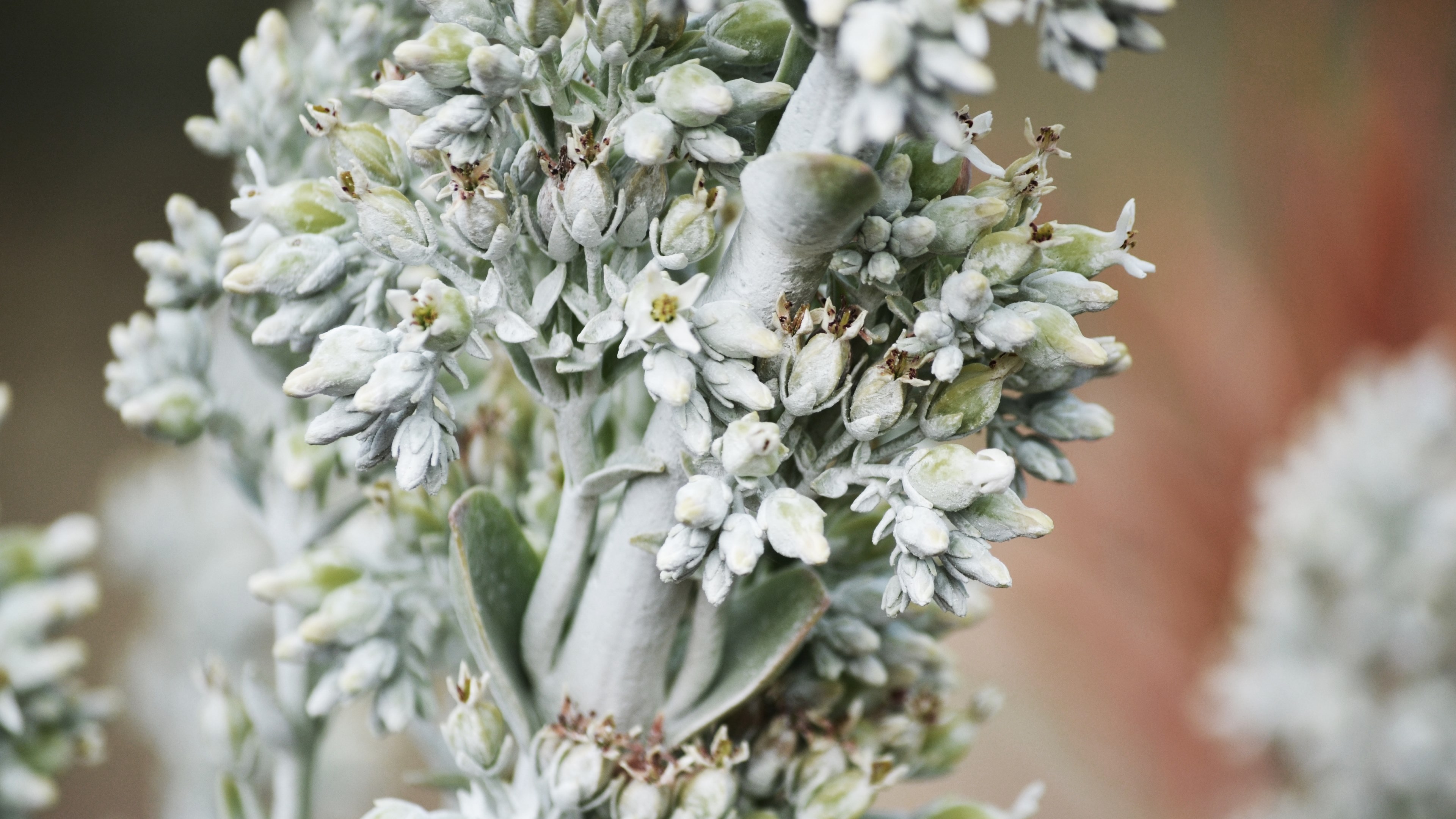 Wallpaper / a thick white stem with small budding flowers, white stem with white flowers 4k wallpaper free download