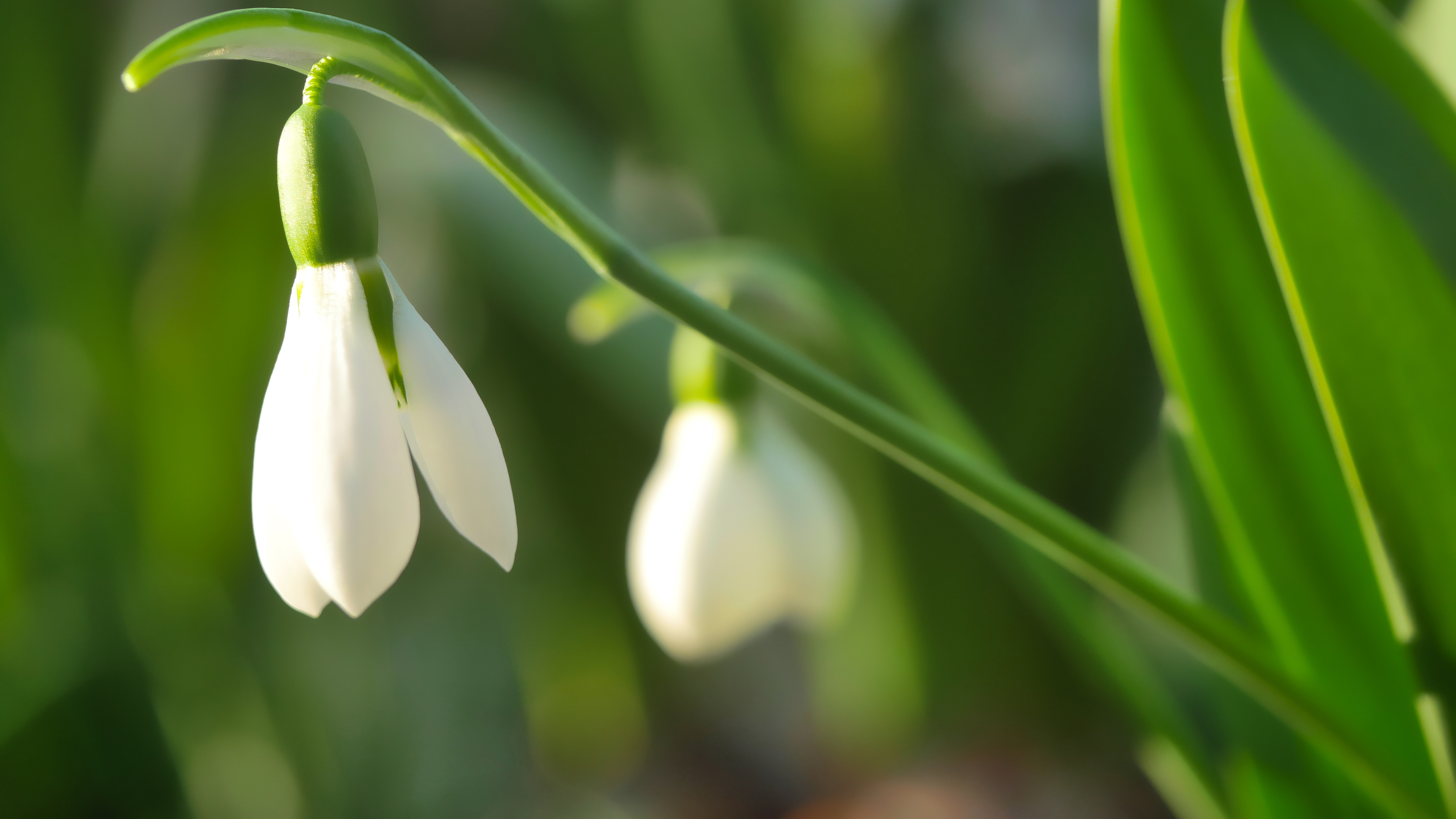 White Bell Flowers Wallpaper 4K
