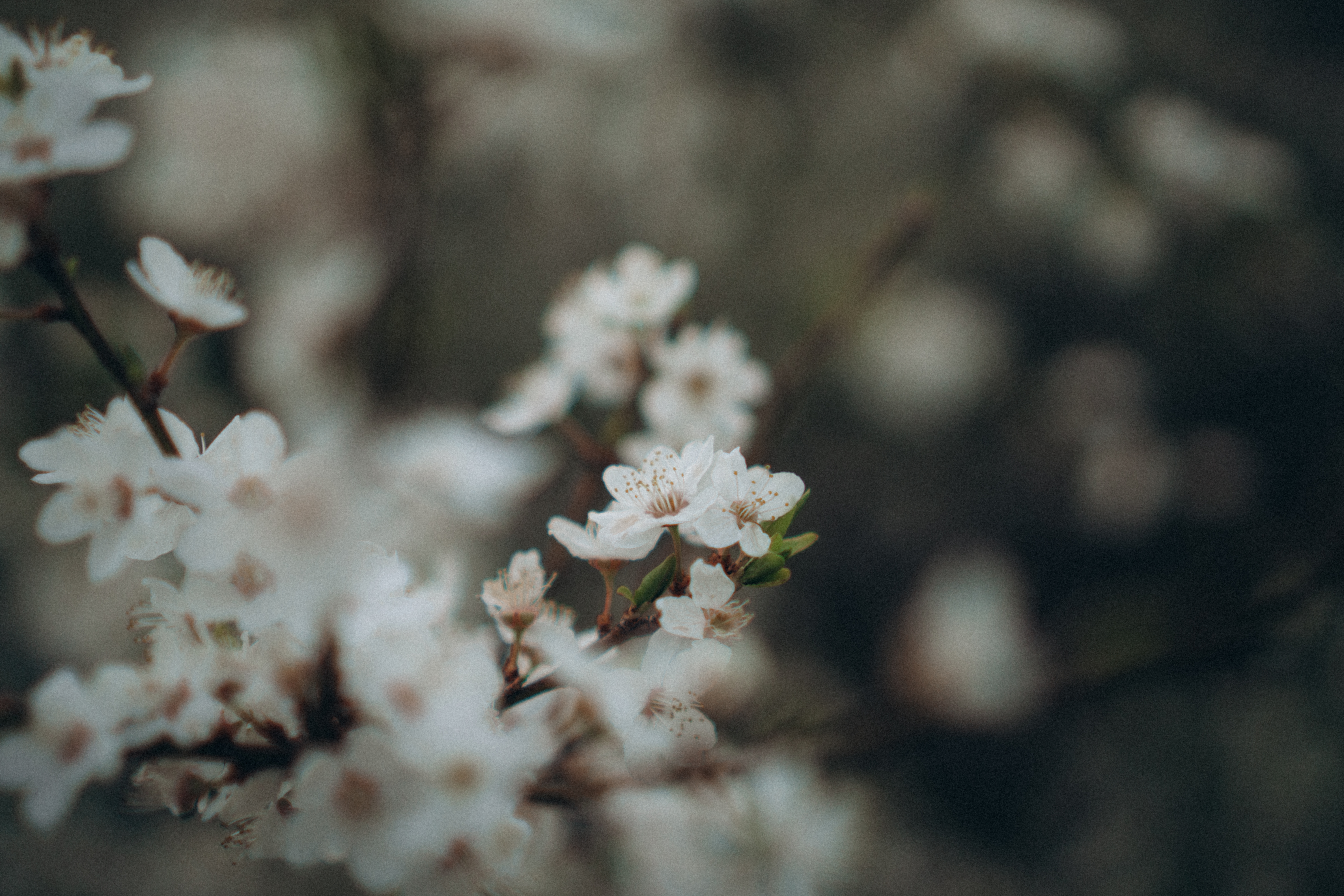 White Flowers in Bloom · Free