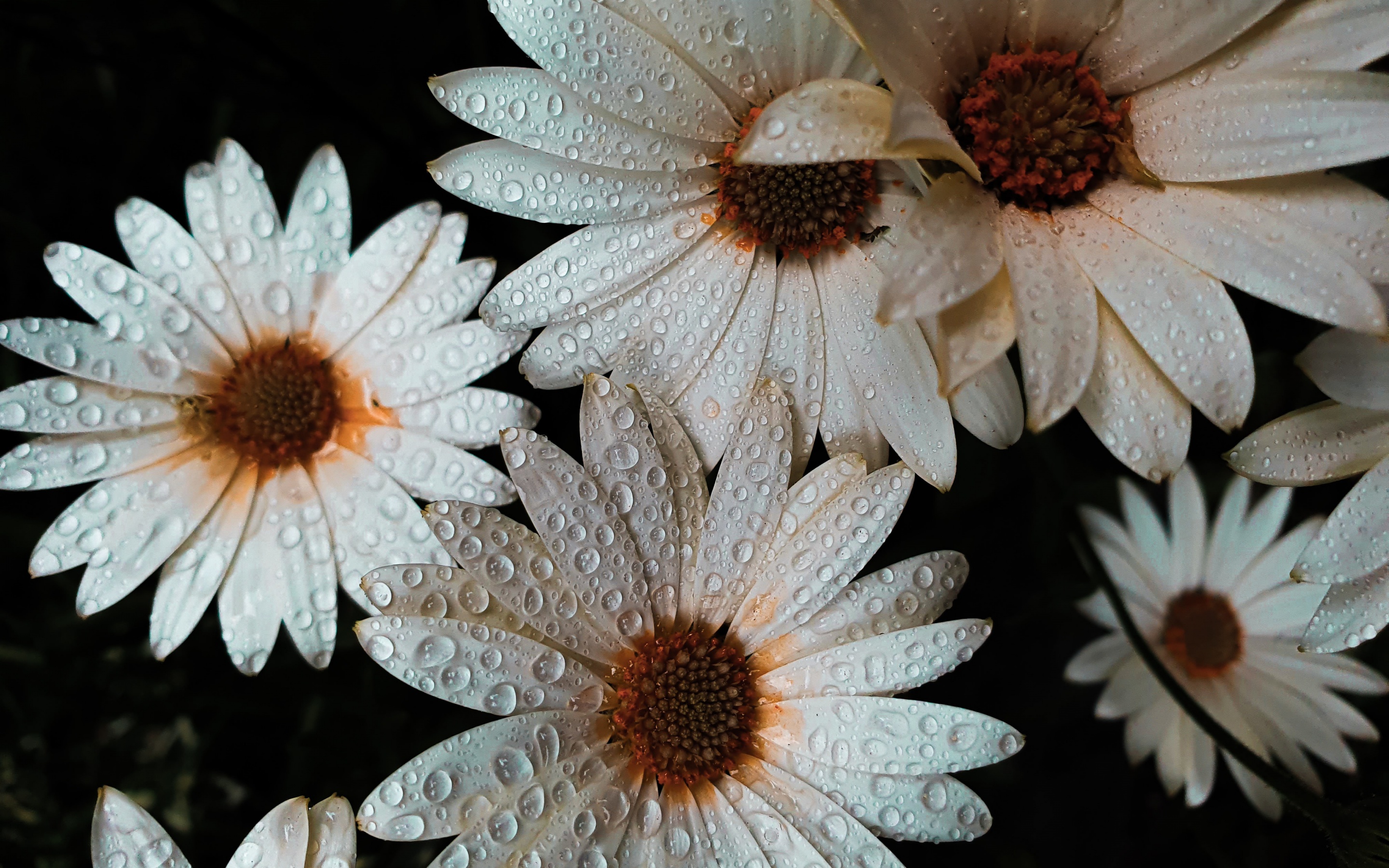 Daisy flowers Wallpaper 4K, White flowers, Dew Drops
