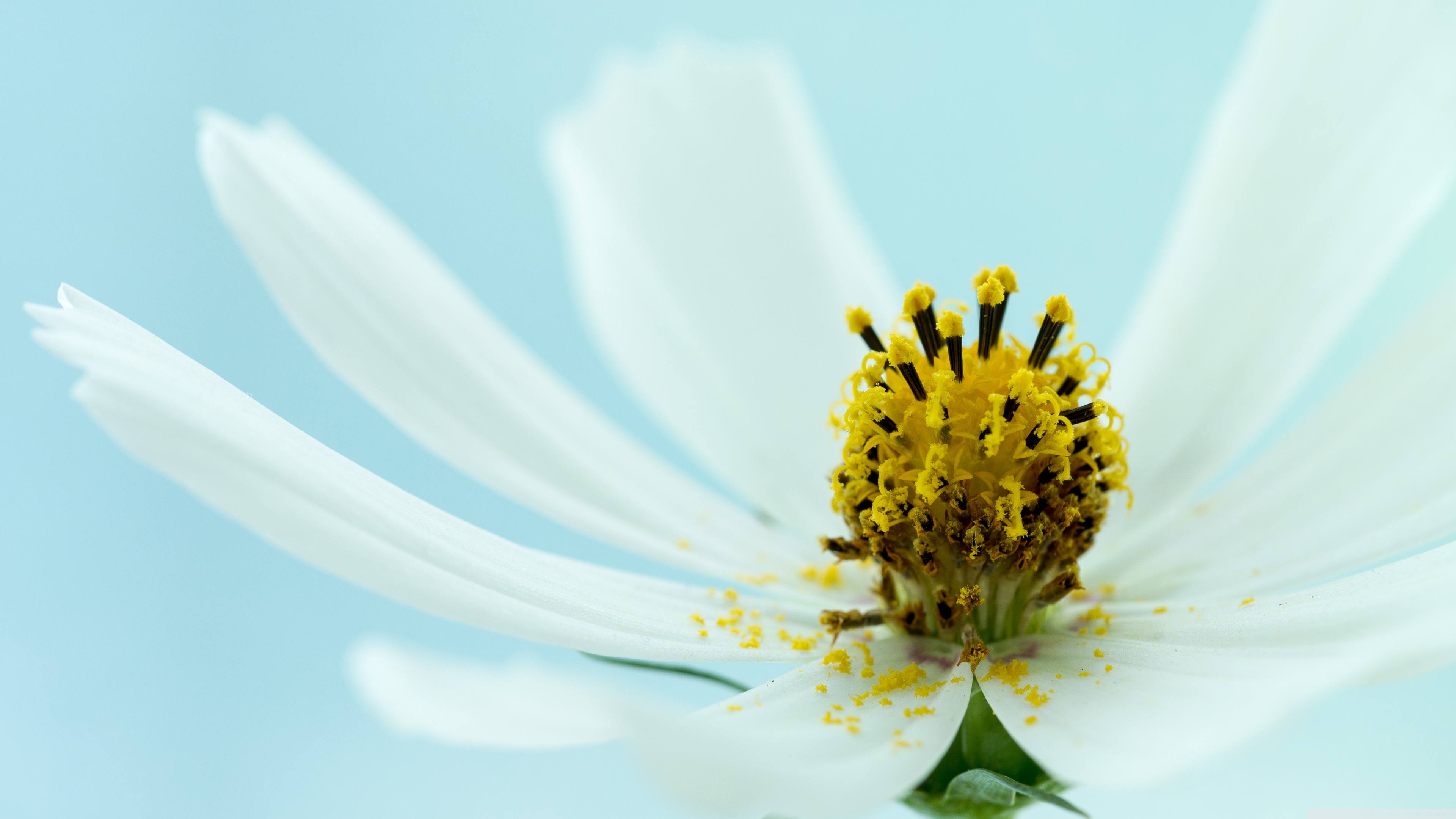 White Cosmos Flower Macro Ultra HD Desktop Background Wallpaper for 4K UHD TV, Widescreen & UltraWide Desktop & Laptop, Tablet