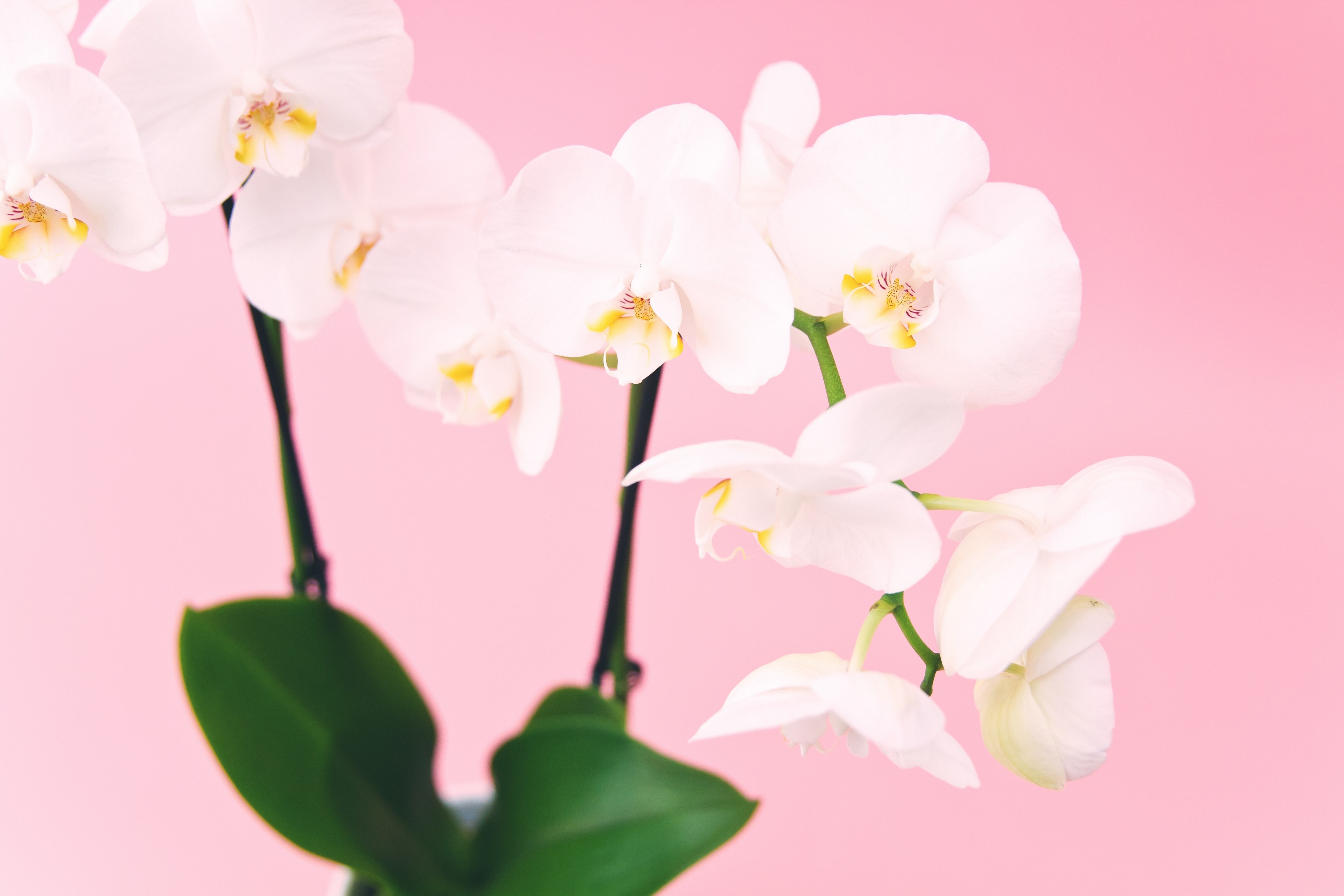 Wallpaper / white flowers with a pink background, _white flowers pink backdrop 4k wallpaper free download