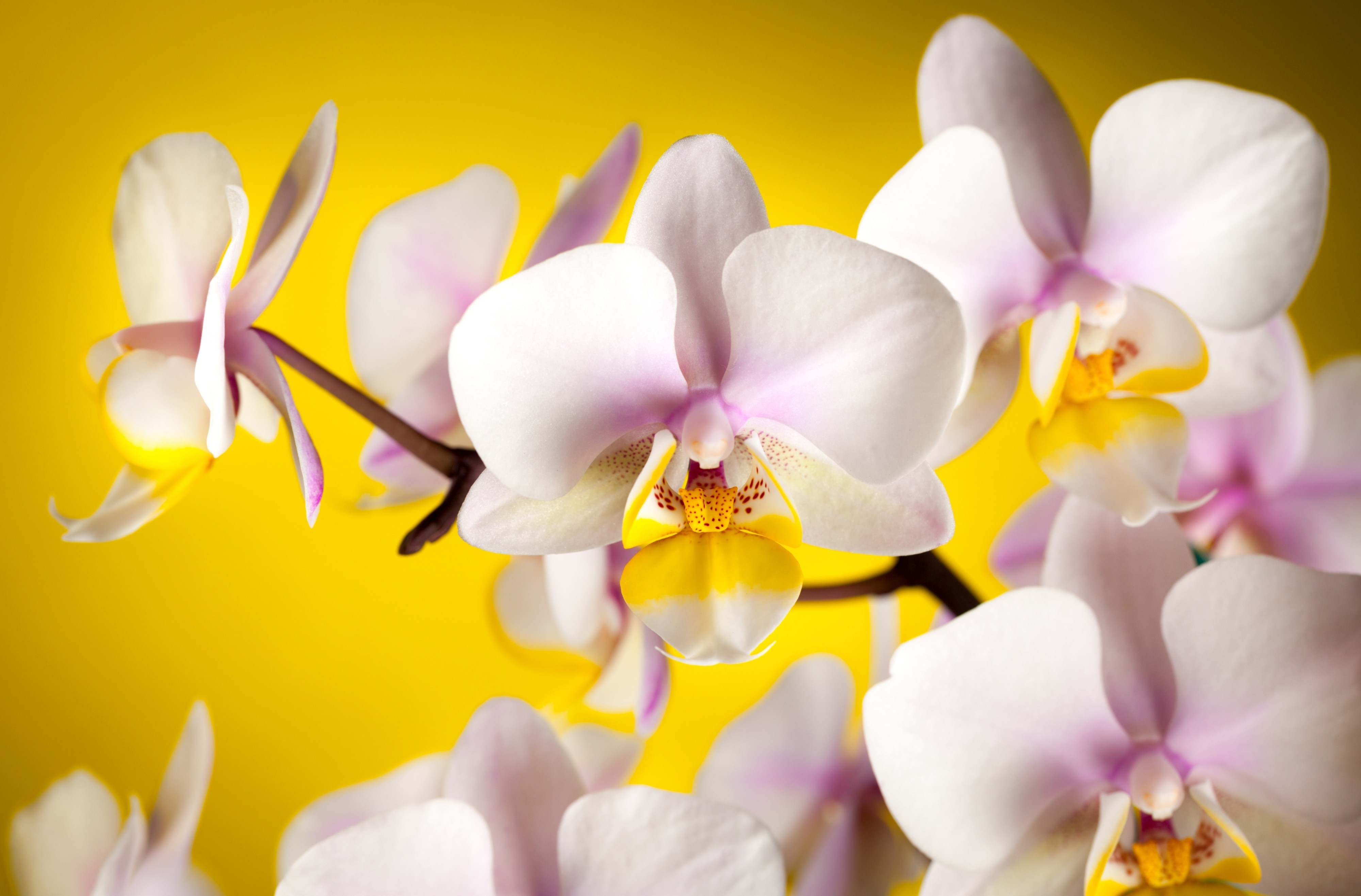 Nature Orchid 4k Ultra HD Wallpaper