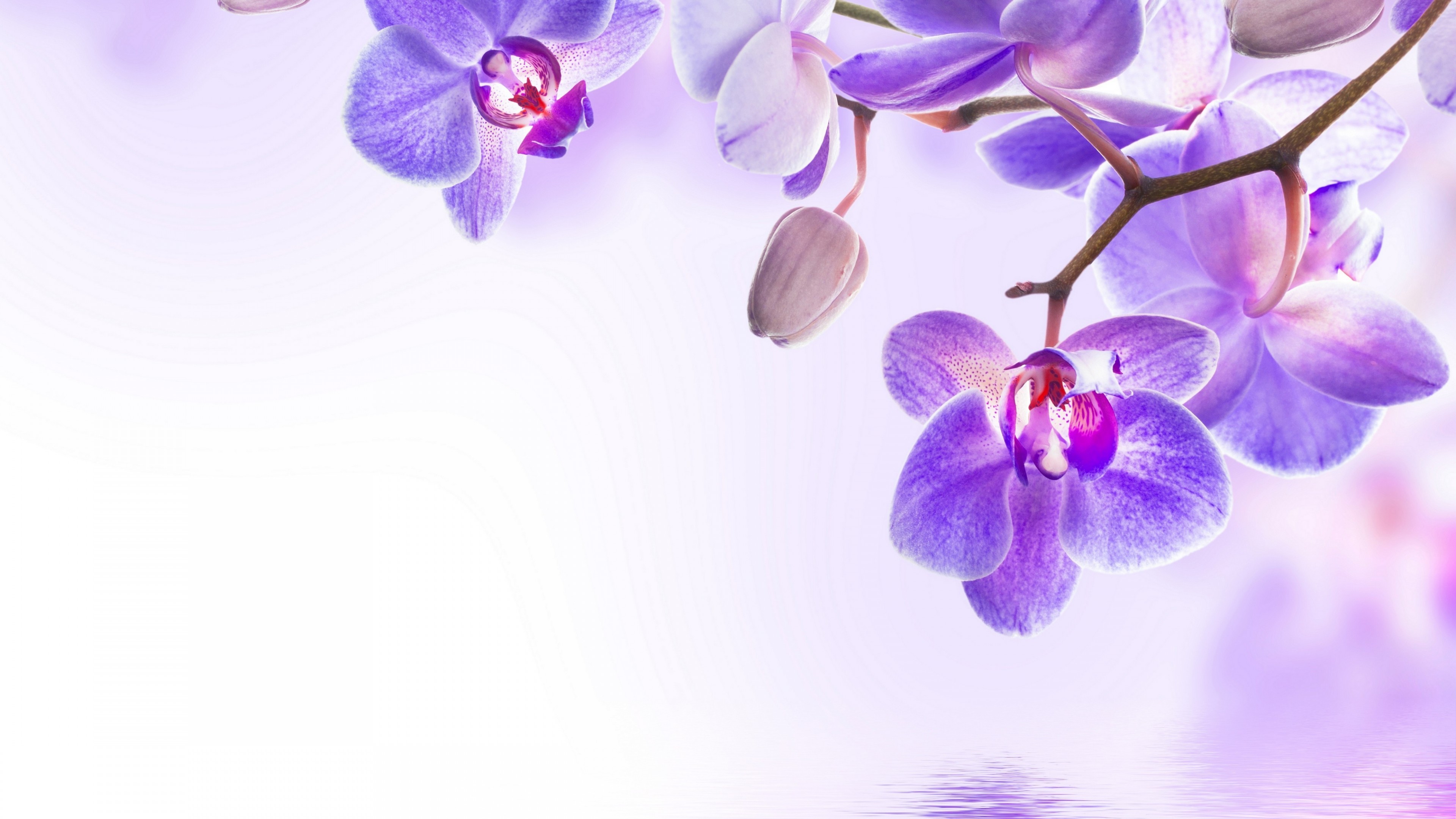 Wallpaper orchid, flower, 4k, Nature