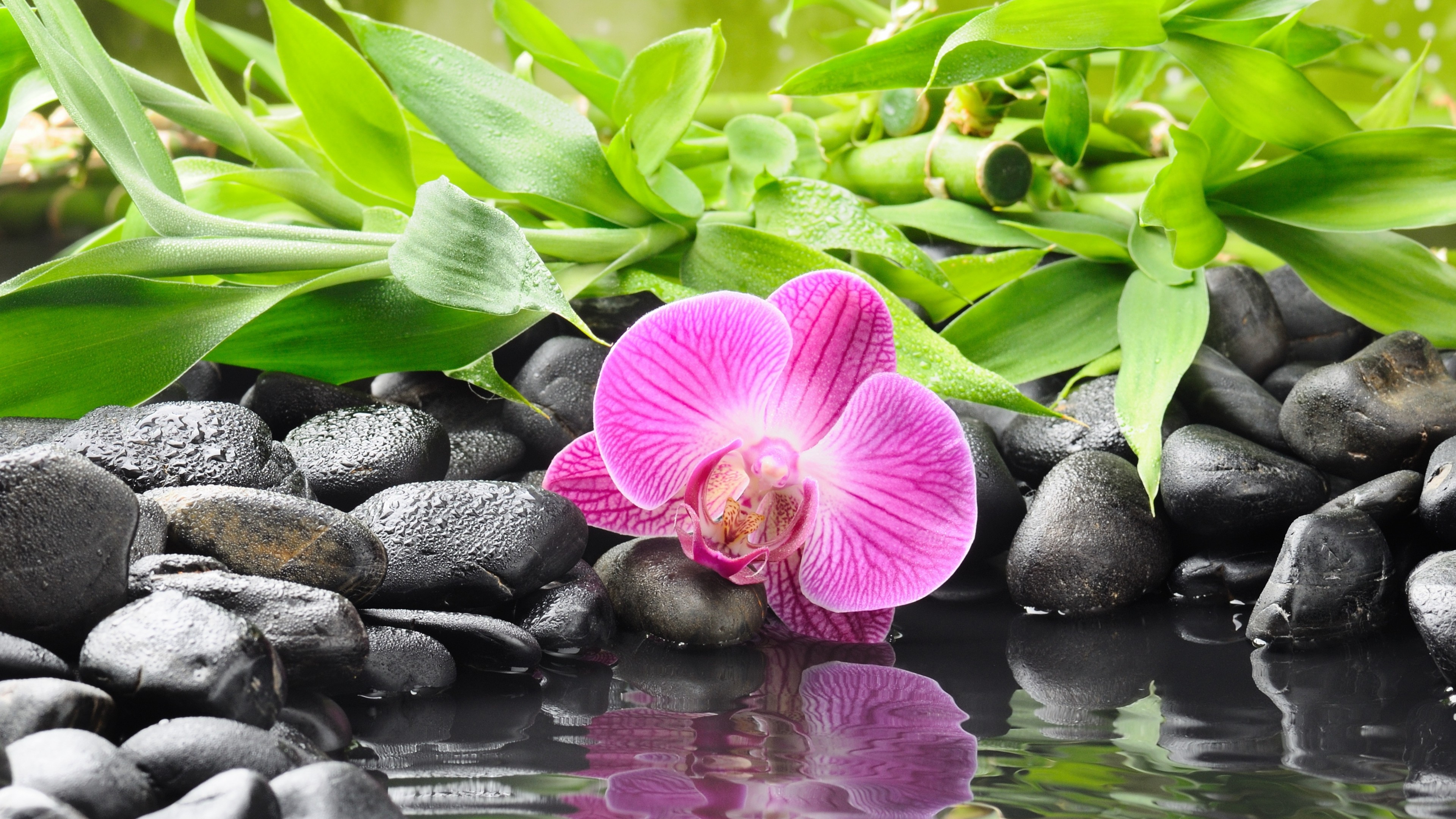 Wallpaper Orchid, 5k, 4k wallpaper, 8k, pond, Nature