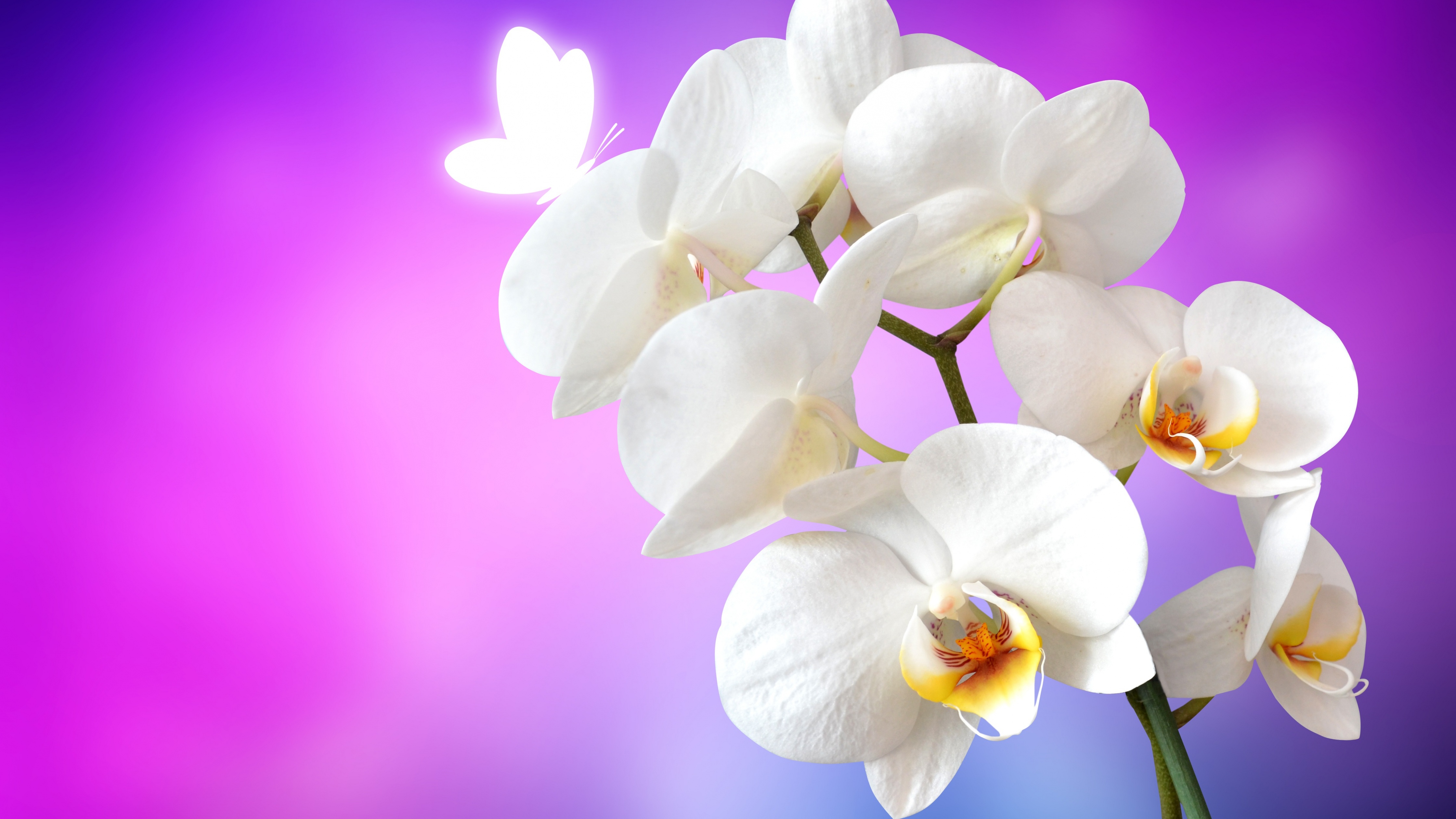 Orchid flowers Wallpaper 4K, White Orchids, Pink background