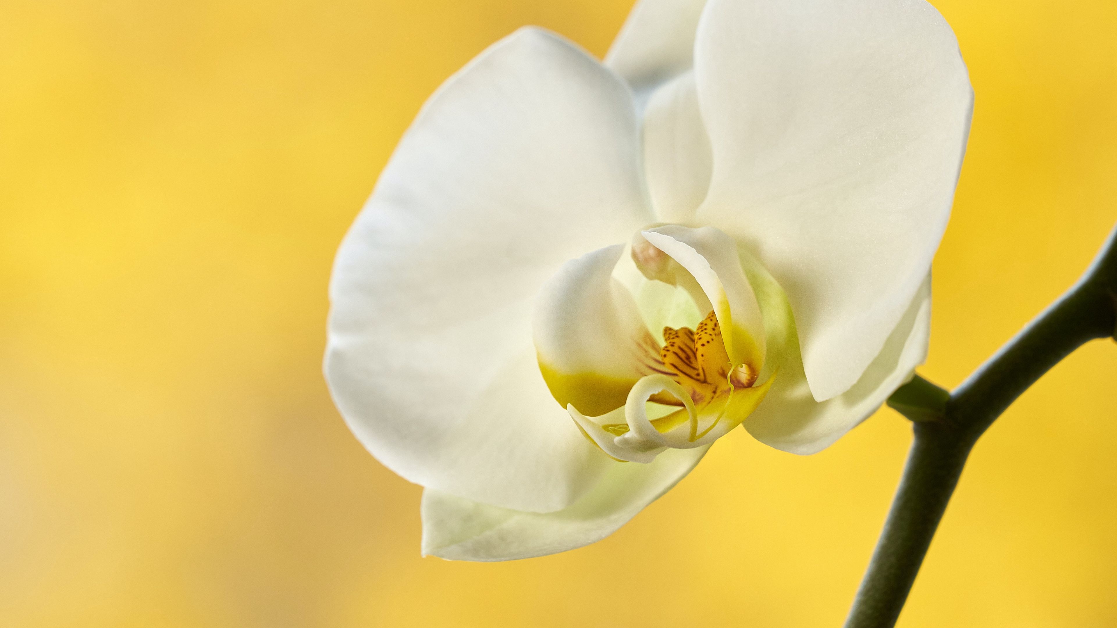 Download wallpaper 3840x2160 orchid, flower, petals, branch, yellow 4k uhd 16:9 HD background