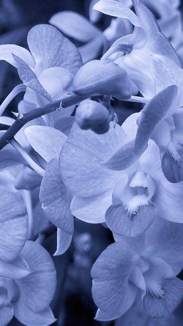 Orchid Flowers iPhone 6