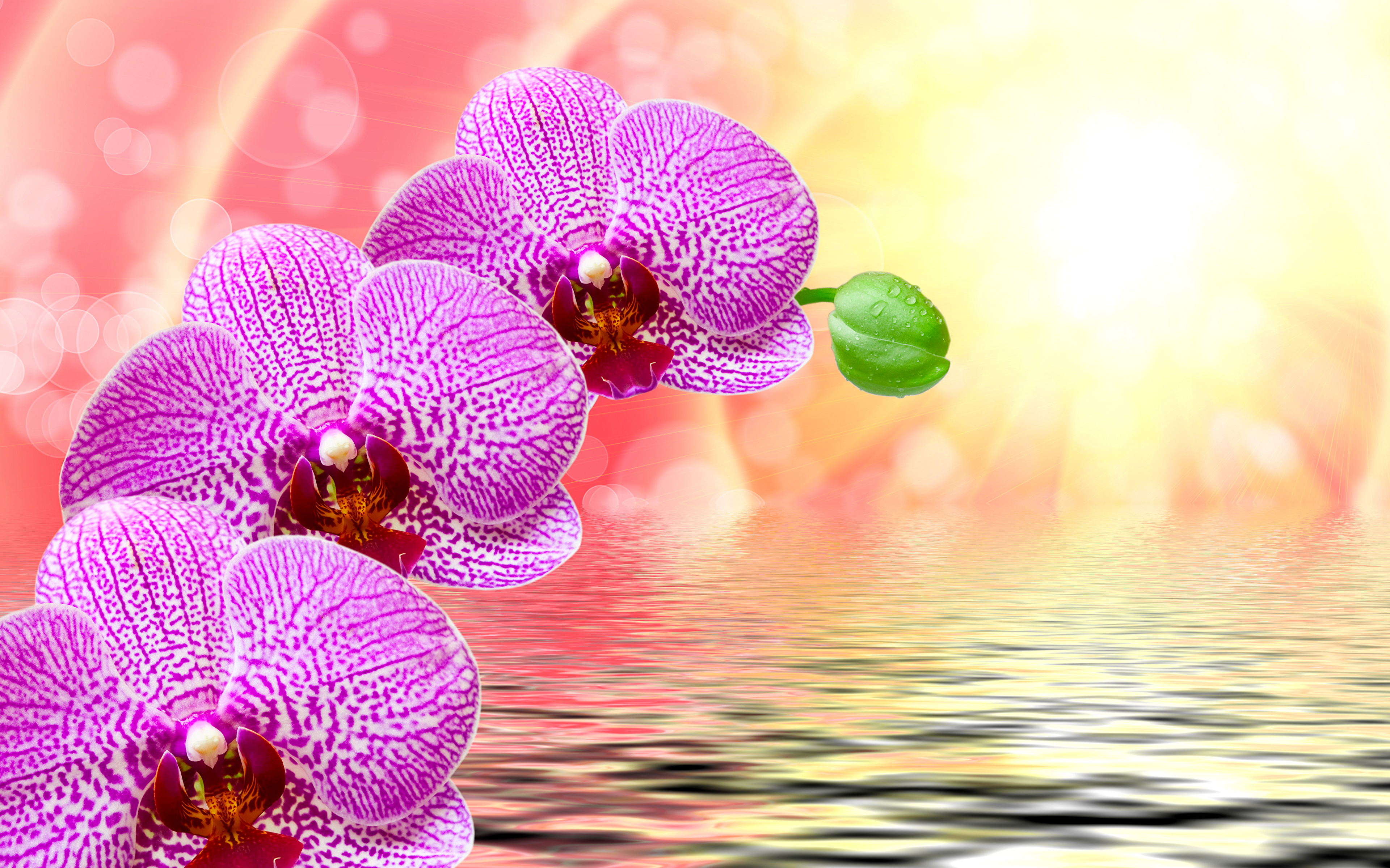 Wallpaper orchids Pink color flower Water 3840x2400