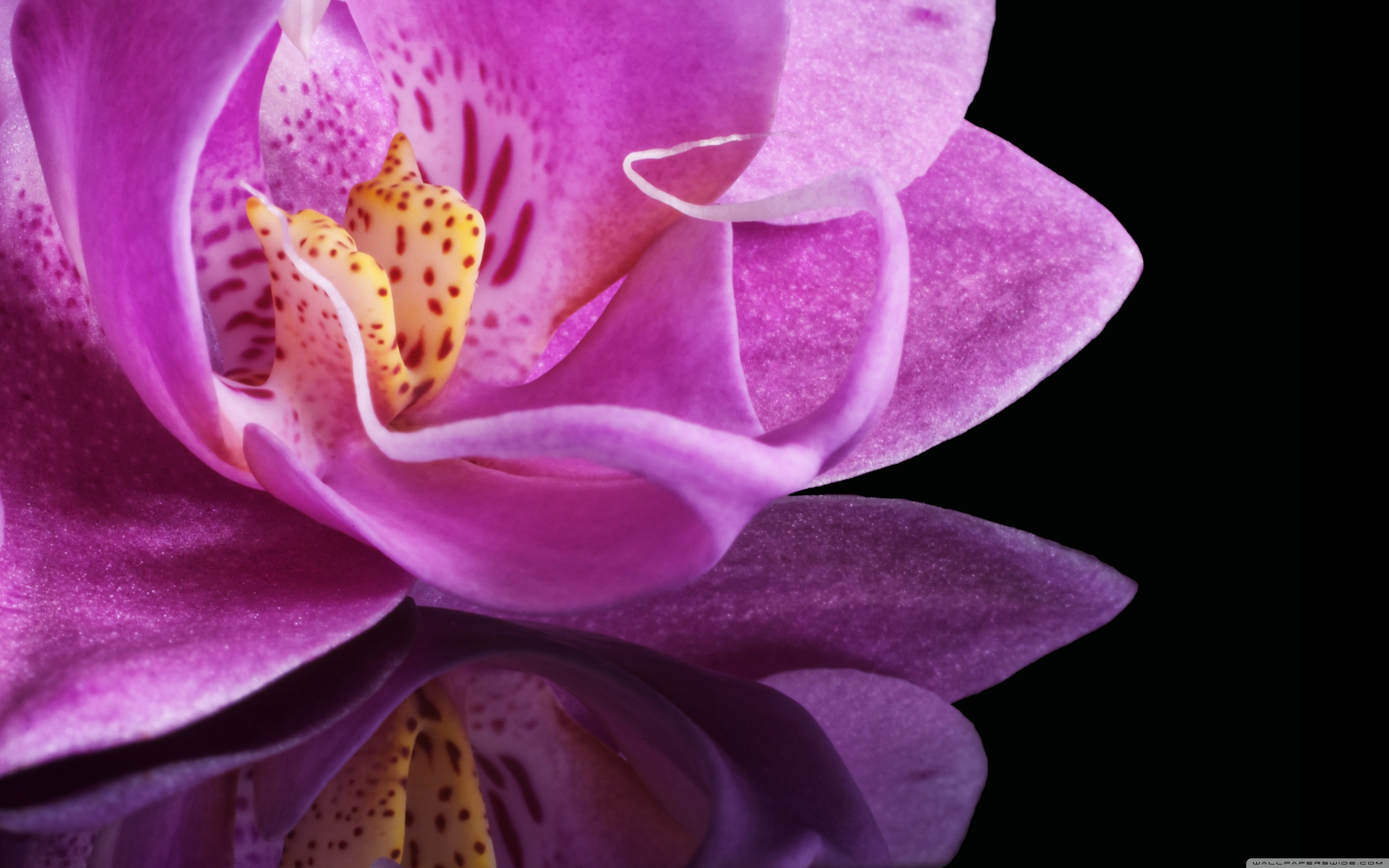 Orchid Flower Ultra HD Desktop Background Wallpaper for 4K UHD TV, Widescreen & UltraWide Desktop & Laptop, Multi Display, Dual Monitor, Tablet