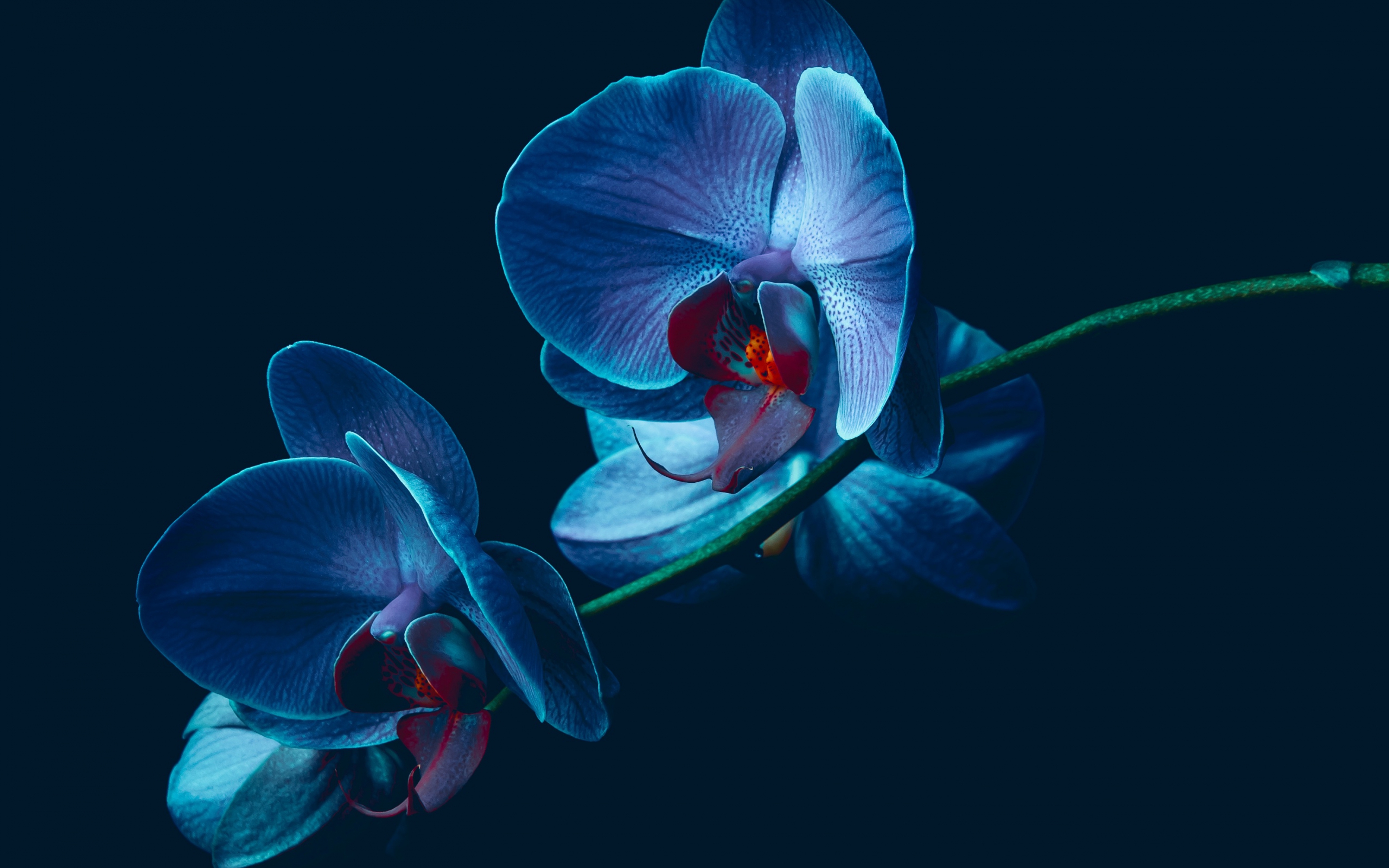 Orchid HD Wallpaper and Background
