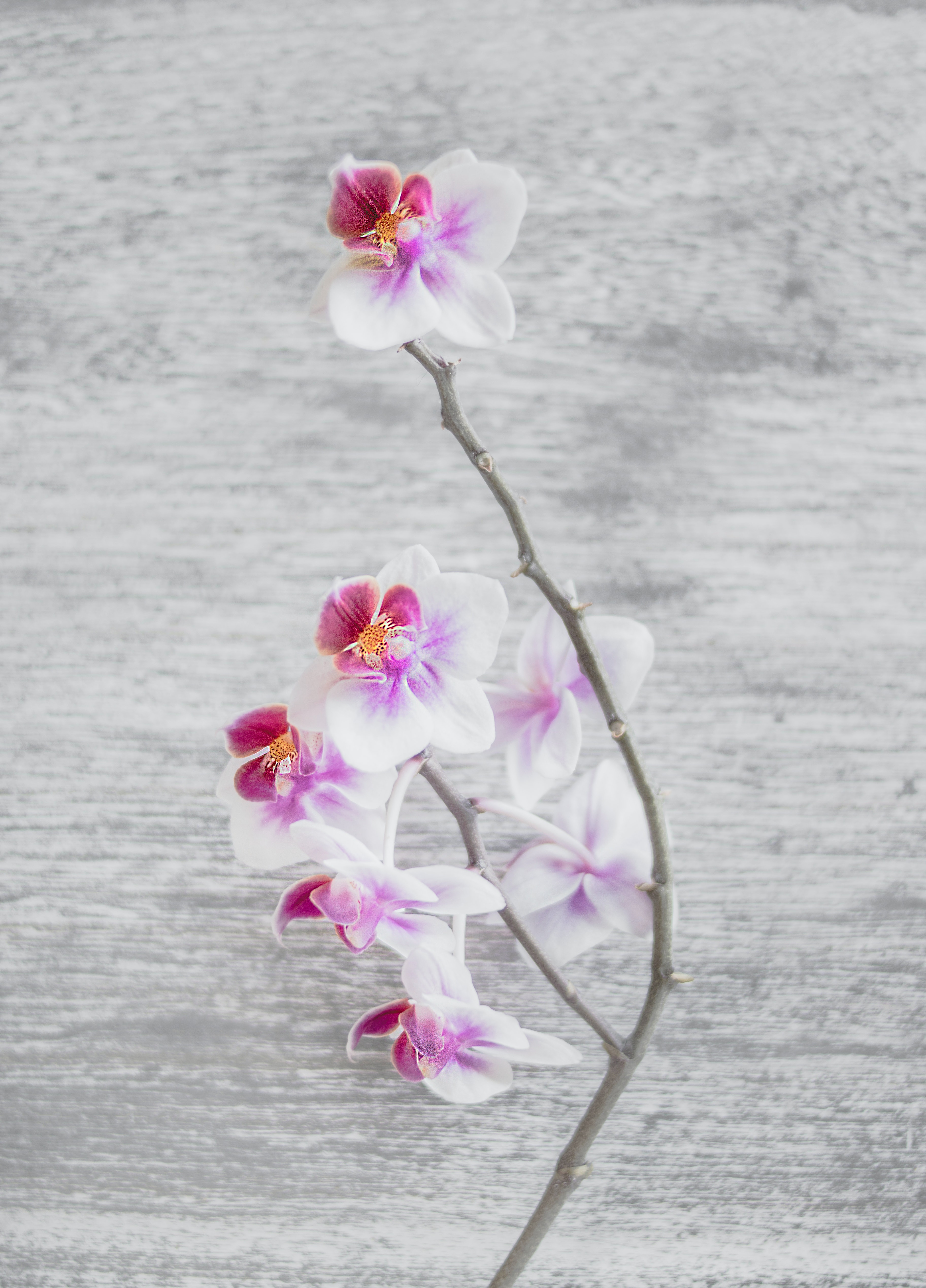 Orchids Photo, Download The BEST Free Orchids & HD Image