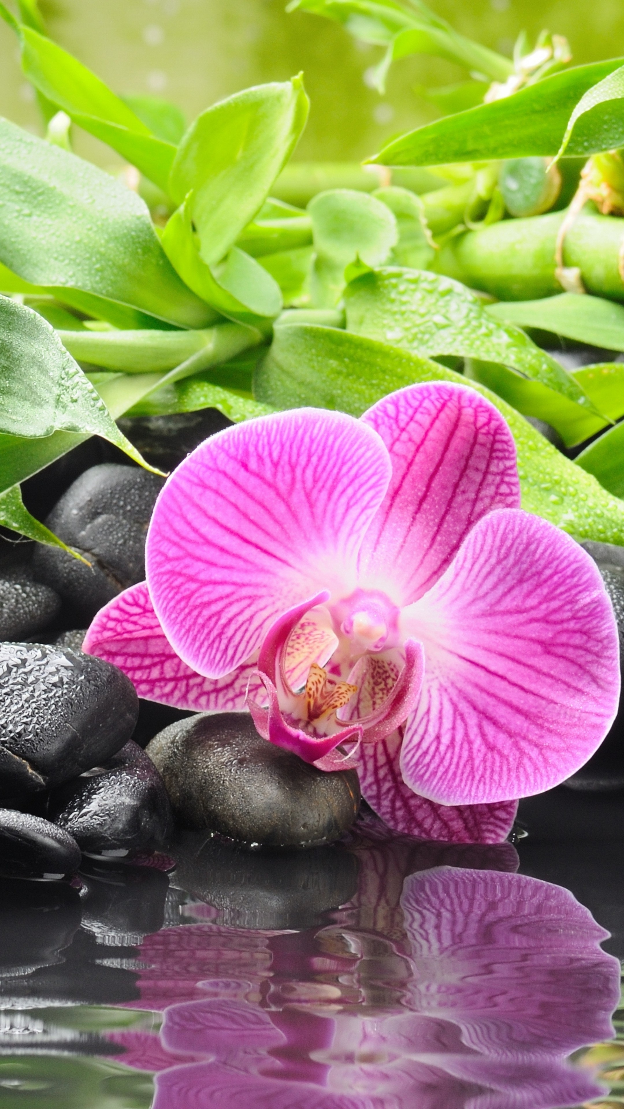 Wallpaper Orchid, 5k, 4k wallpaper, 8k, pond, Nature