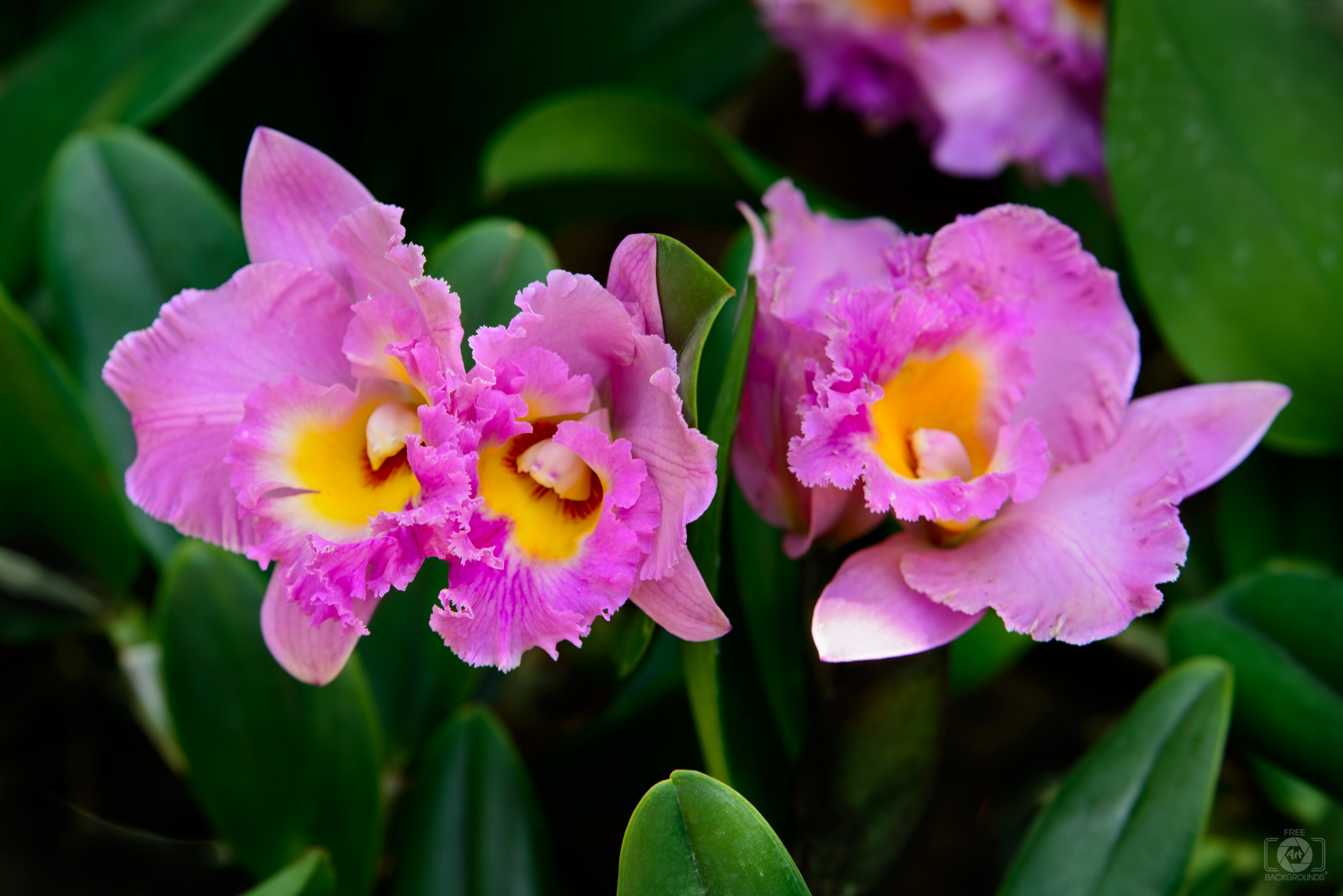 Cattleya Orchid Flower Background Quality Free Background