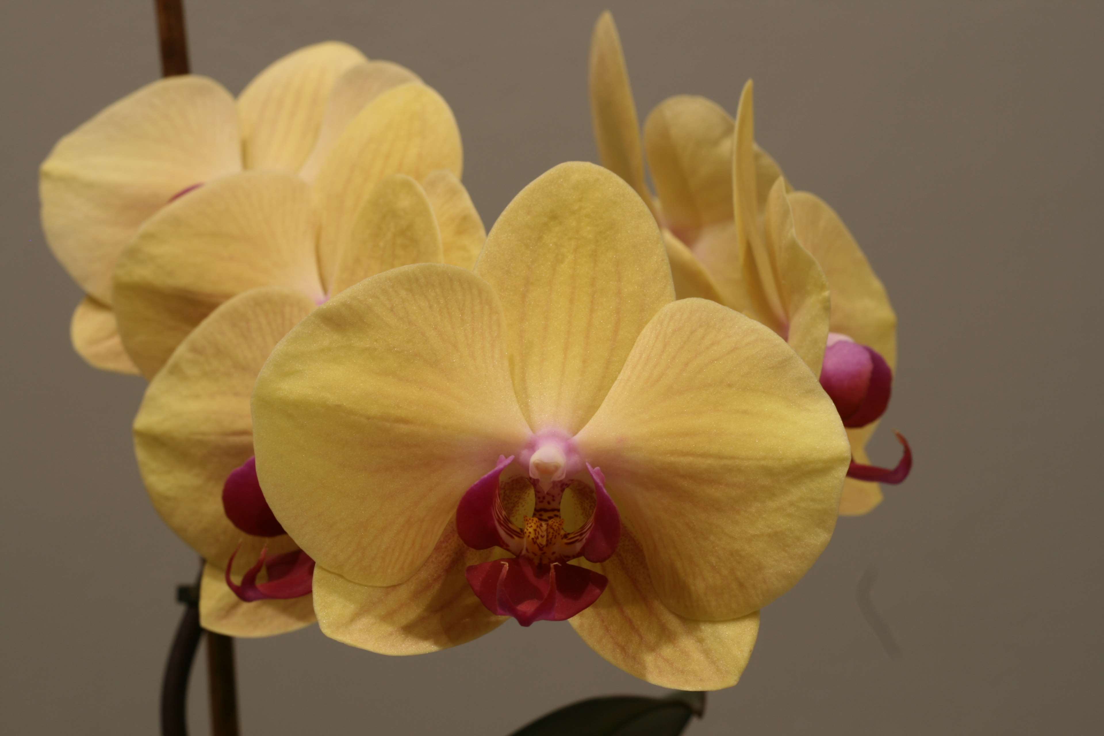 flower, orchid 4k wallpaper