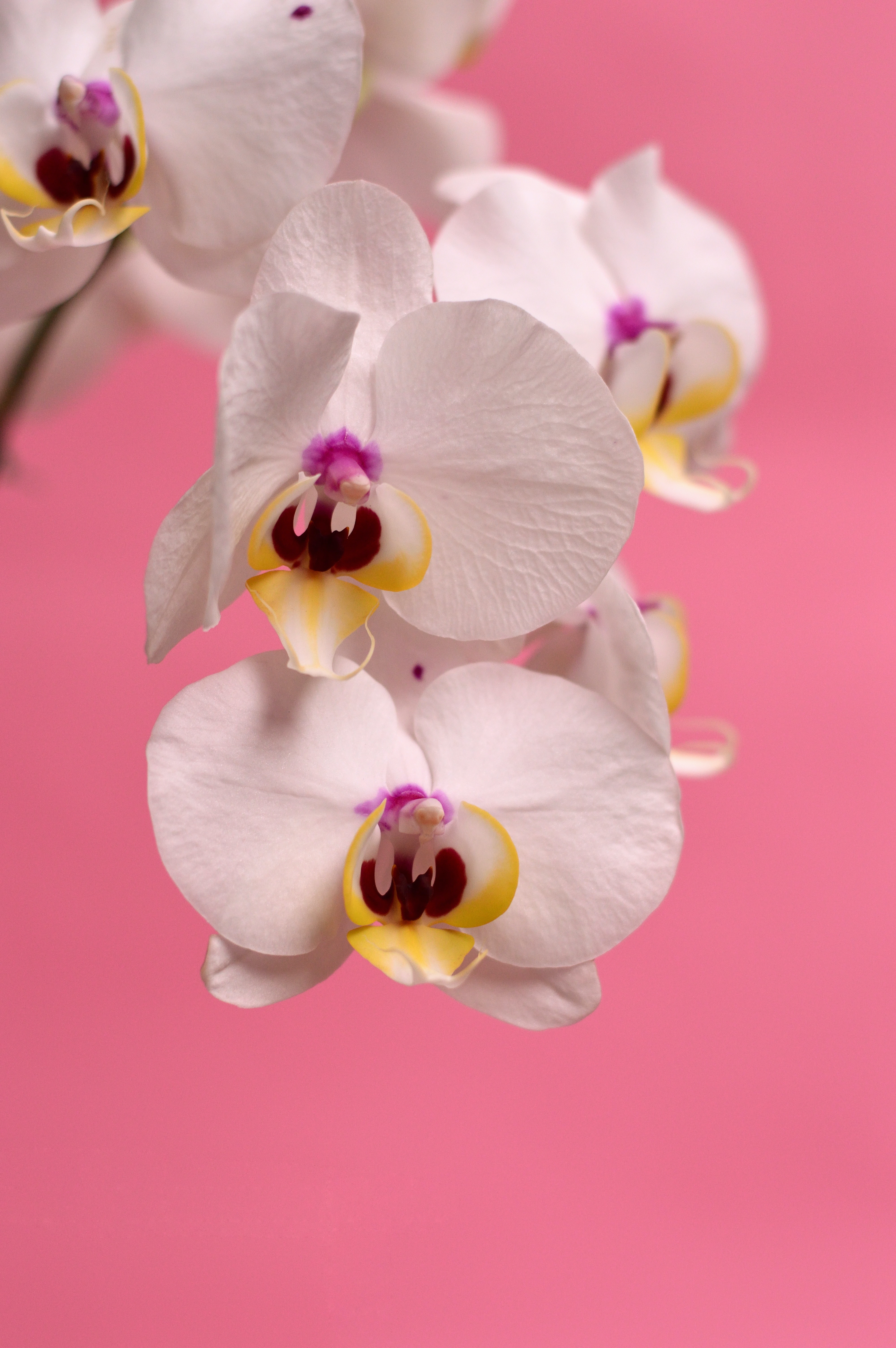 Orchids Photo, Download The BEST Free Orchids & HD Image