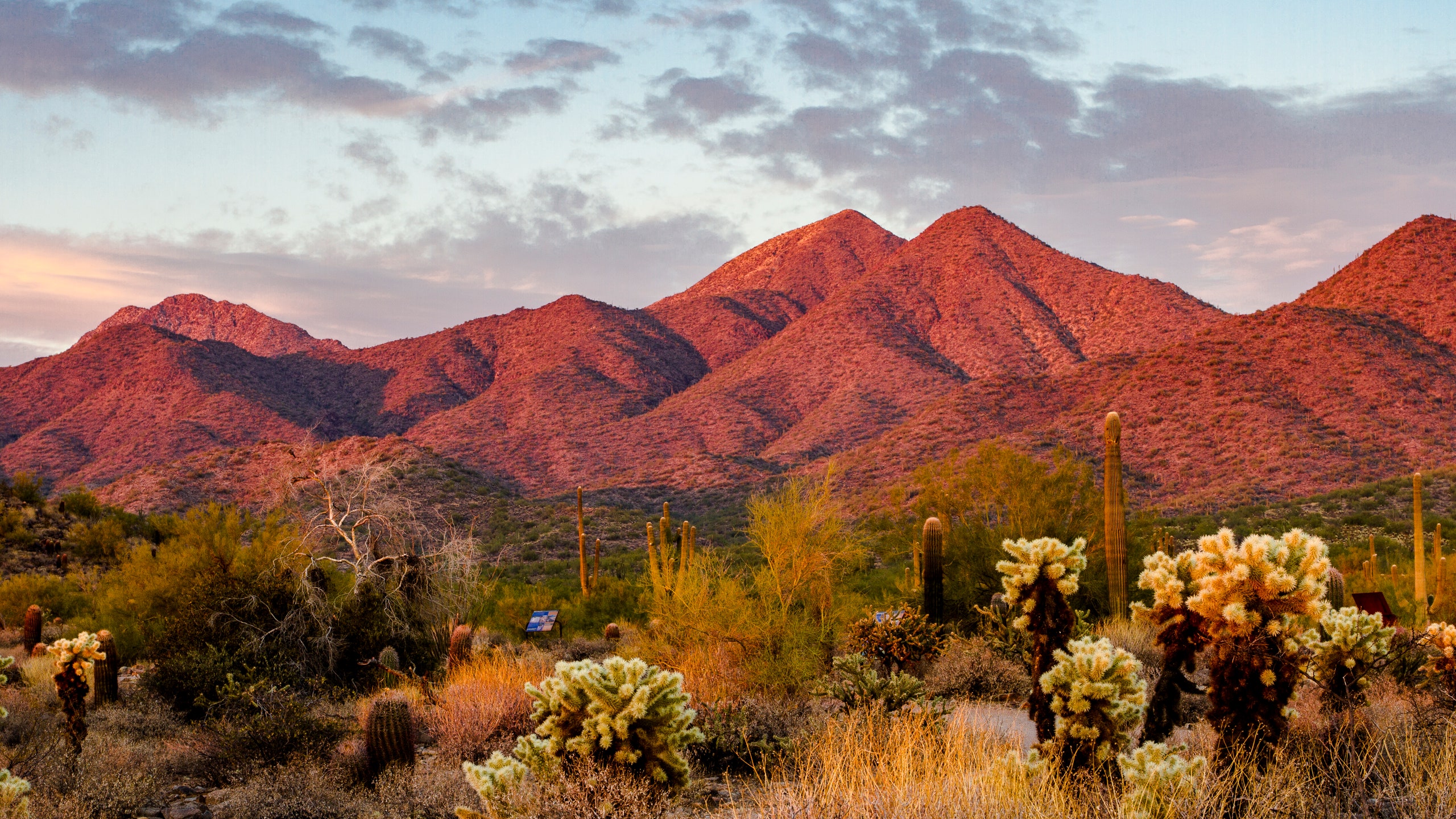 A Design Lover's Guide to Scottsdale, Arizona—Frank Lloyd Wright's Favorite Desert Town