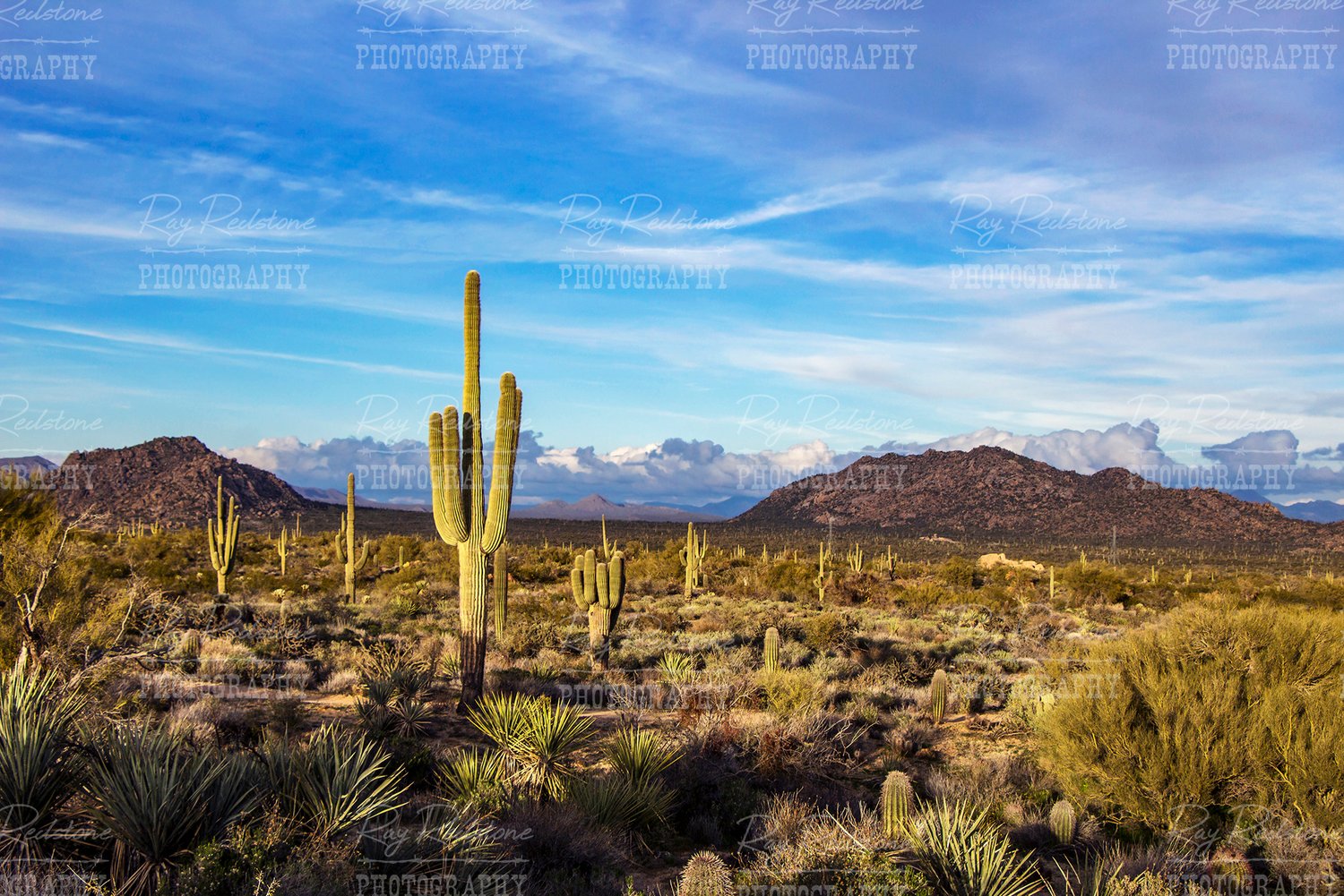 Scottsdale AZ landscape image with cactus and mountains
