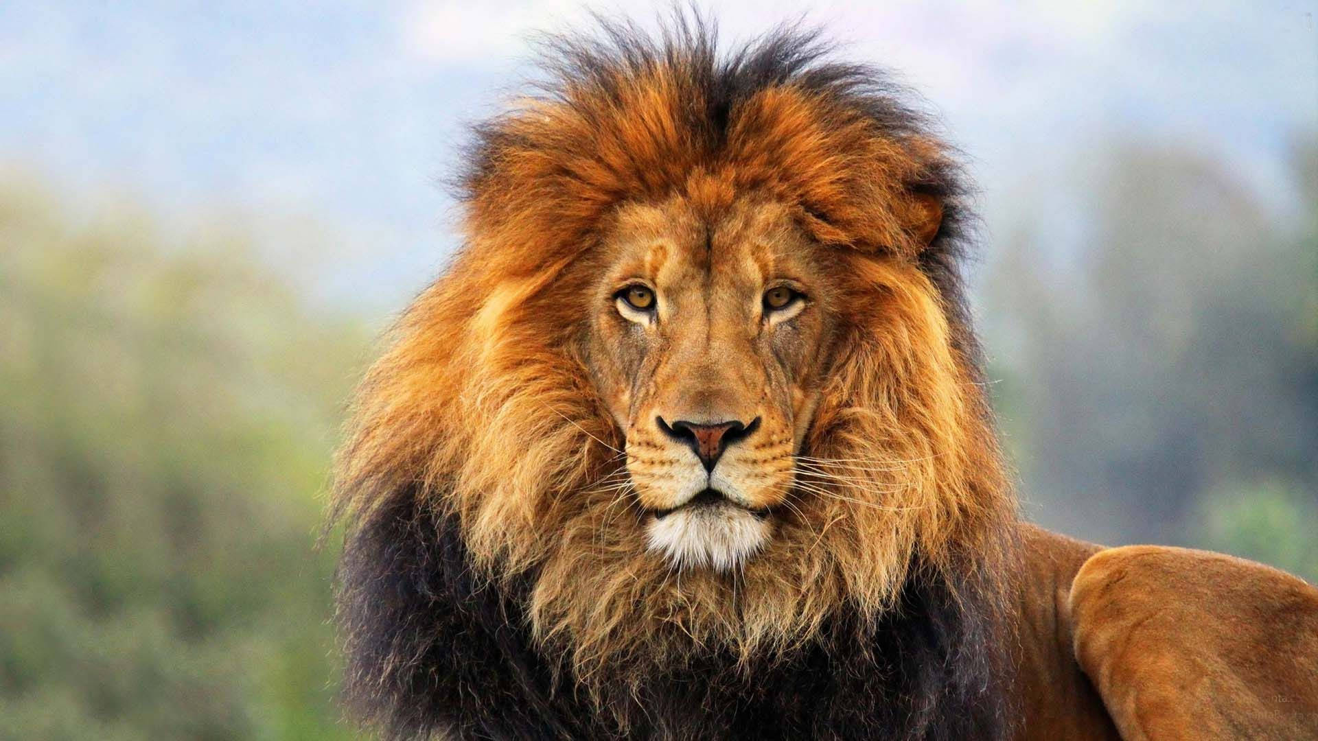 Download Barbary Lion Head Wallpaper