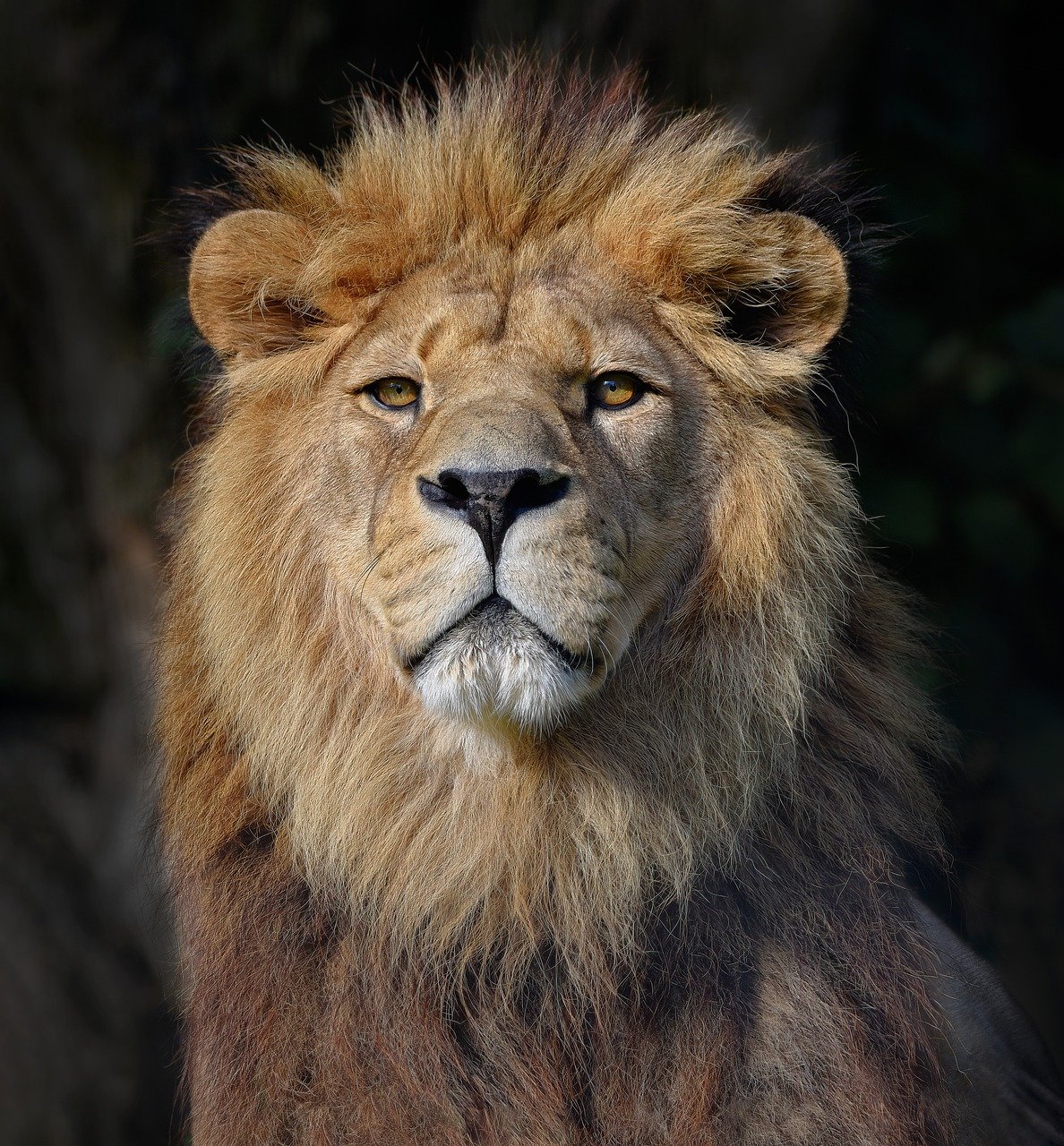 Lion Barbary North African