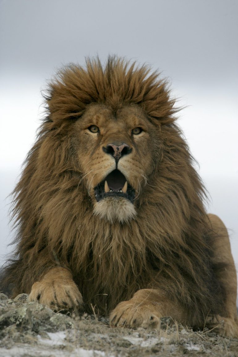 Barbary Lion Facts, Habitat and Diet