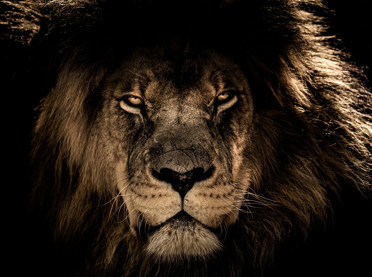 Free African Lion & Lion Image