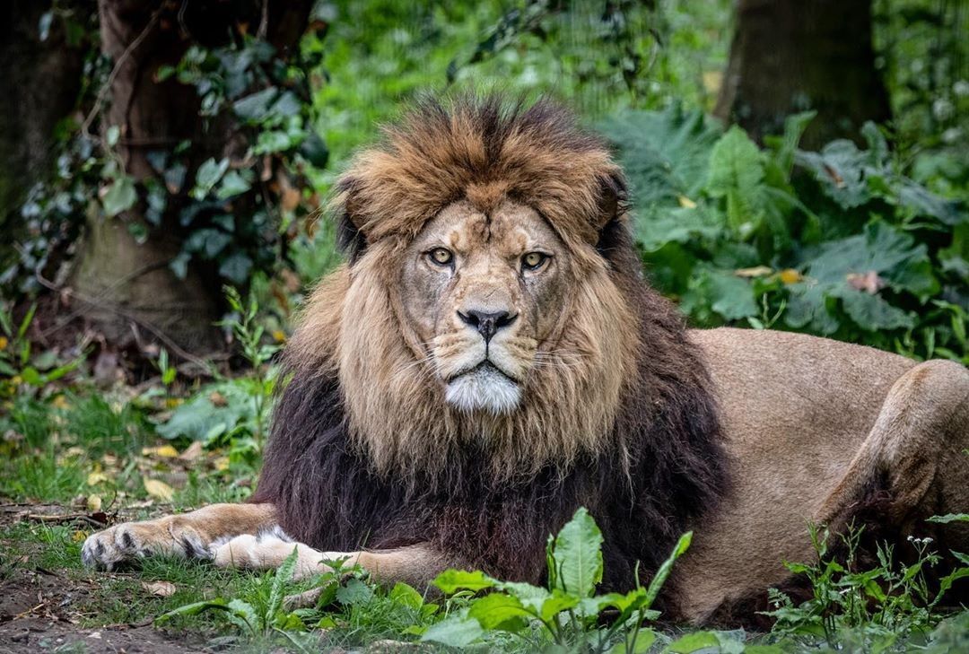 The Barbary lion. Lion picture, Lion image, Therapy animals