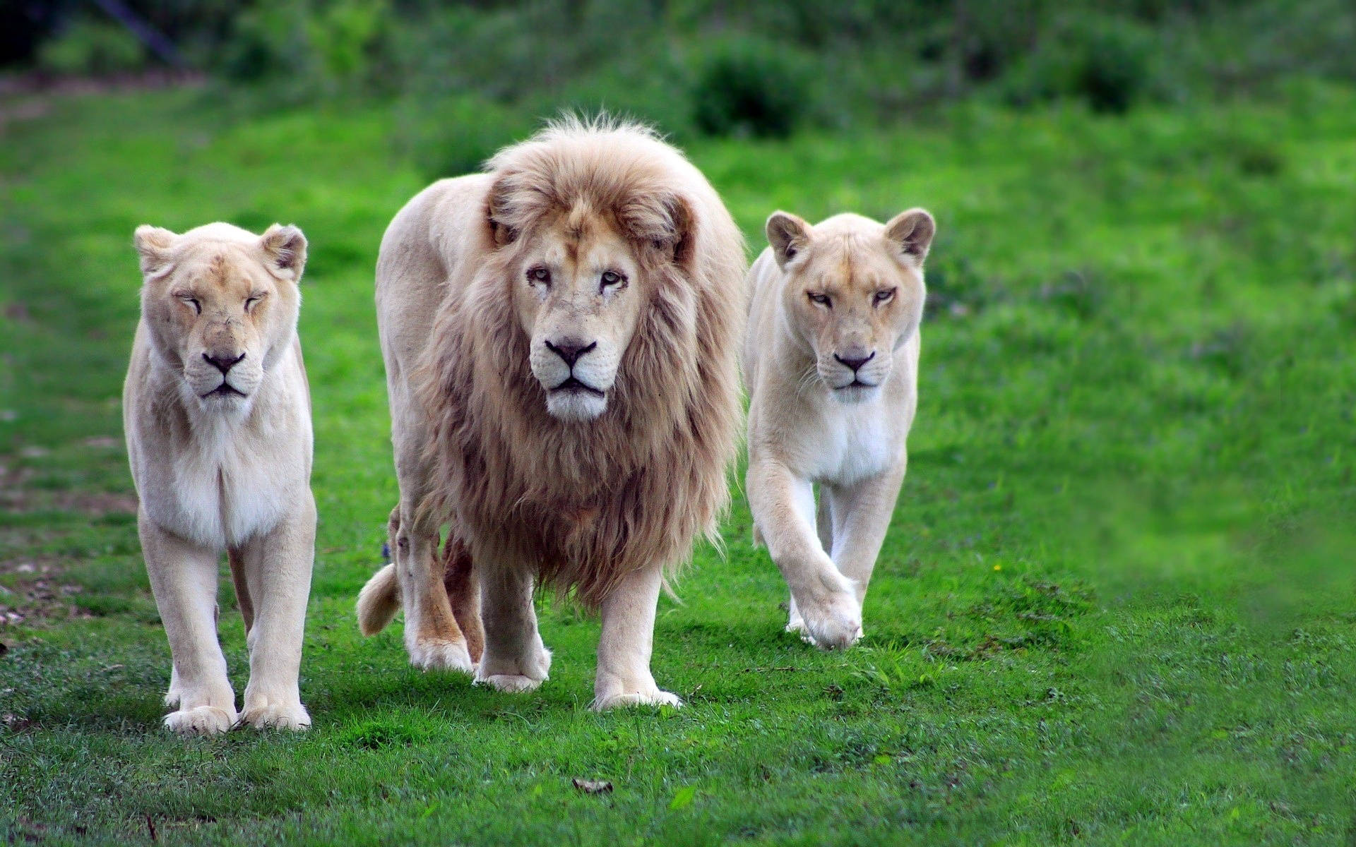 Download Barbary Lion Animals Walking Through Grass Wallpaper