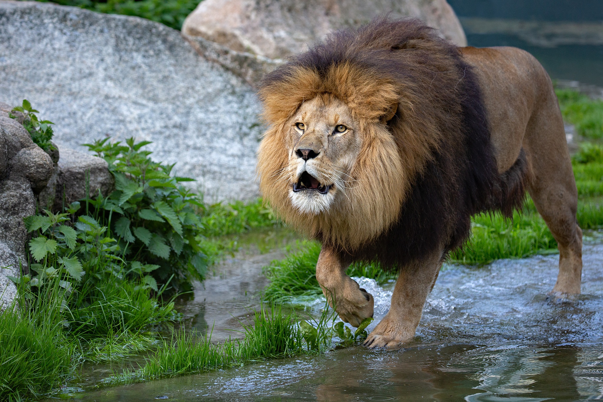 Animal Lion HD Wallpaper