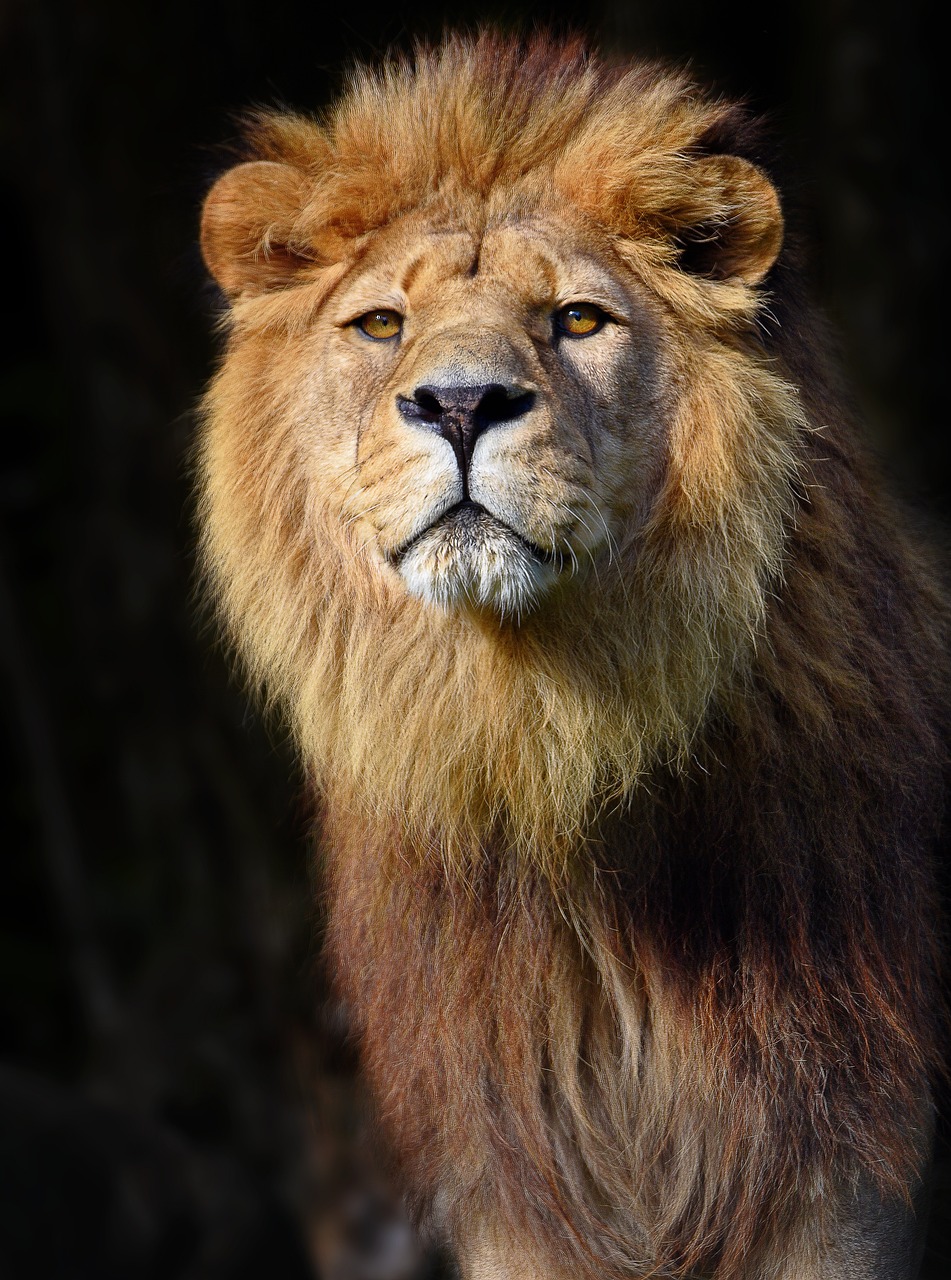 Lion Barbary Mammal