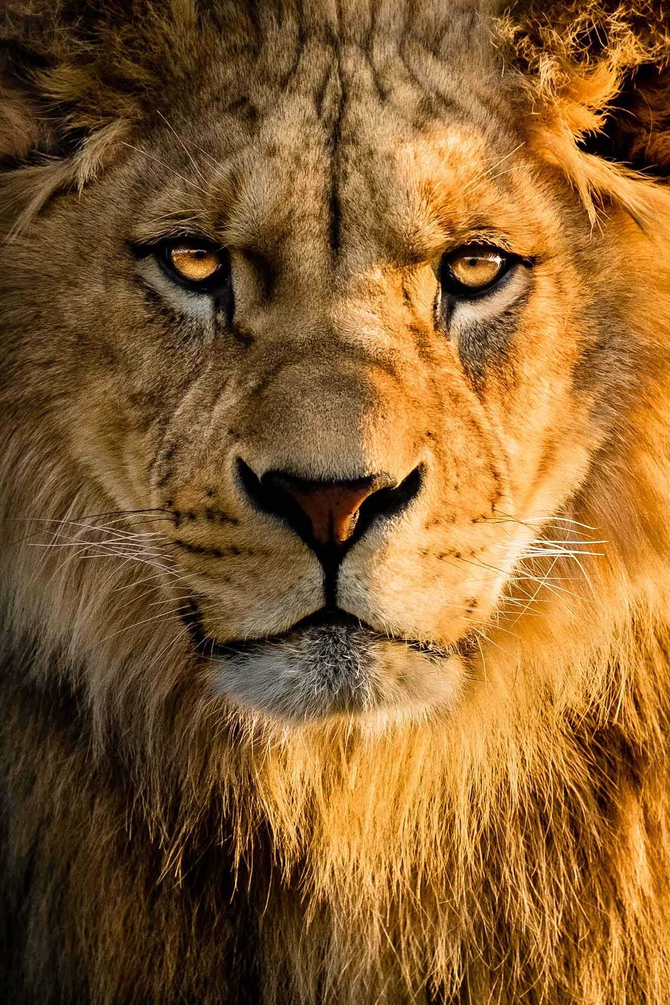 Xotiks The Barbary Lion King Portrait Art Giclee Canvas Print Wall Art. Professional gallery wrap style and ready to hang Photo on Canvas Gallery Wrap Wall Display. (WL026) (24