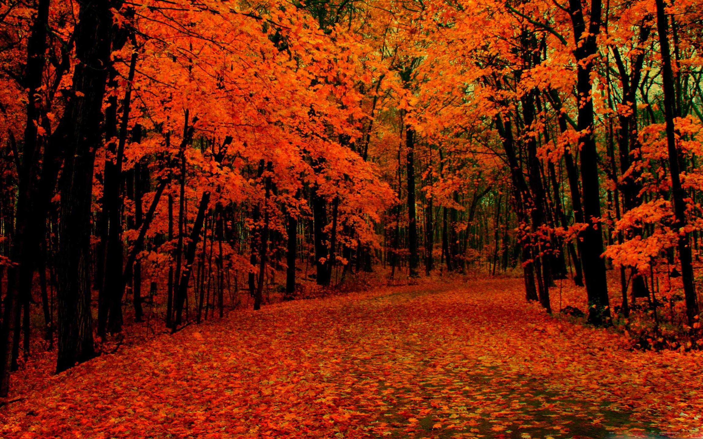 Fall Path MacBook Air Wallpaper Download