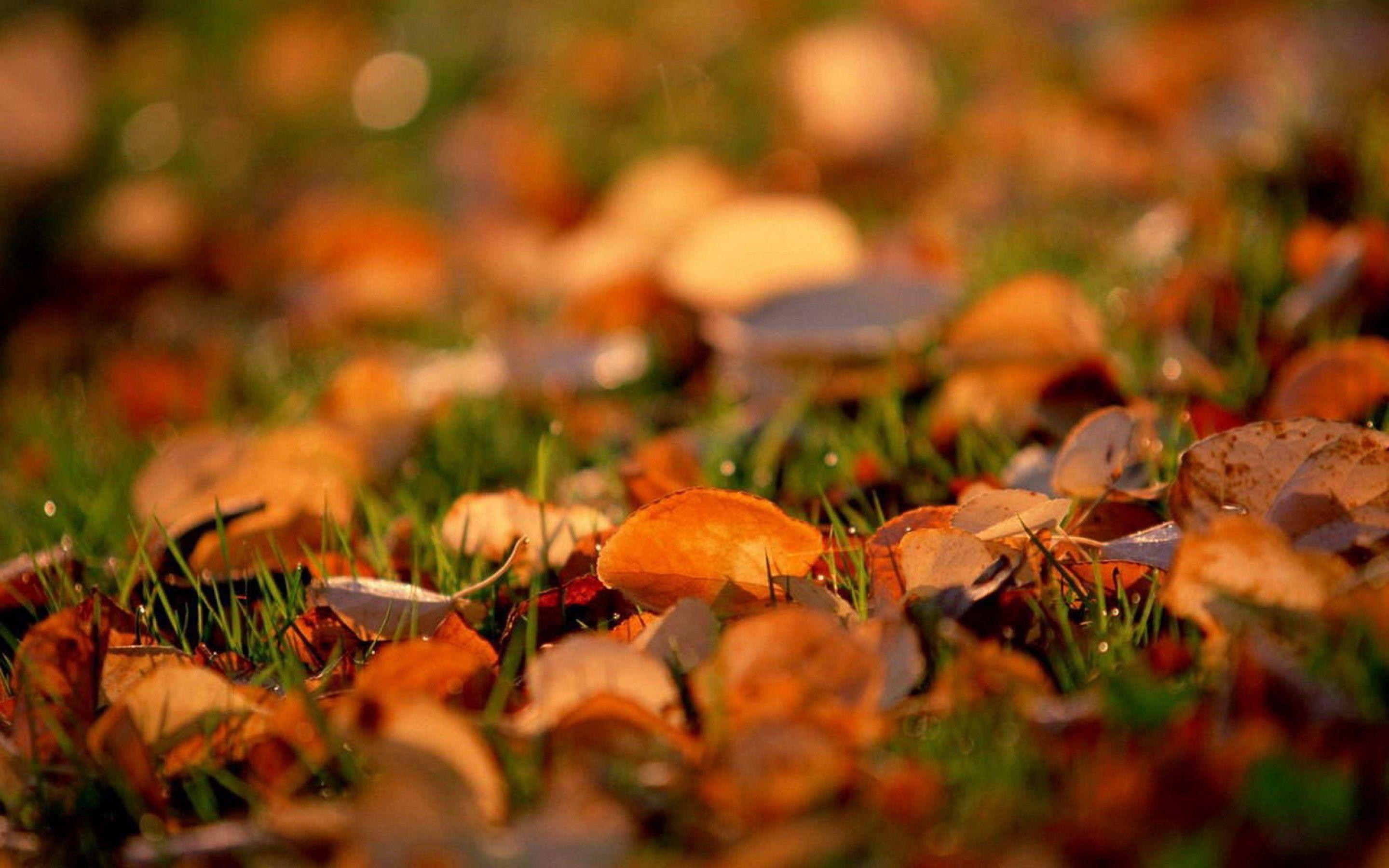 Autumn MacBook Wallpaper