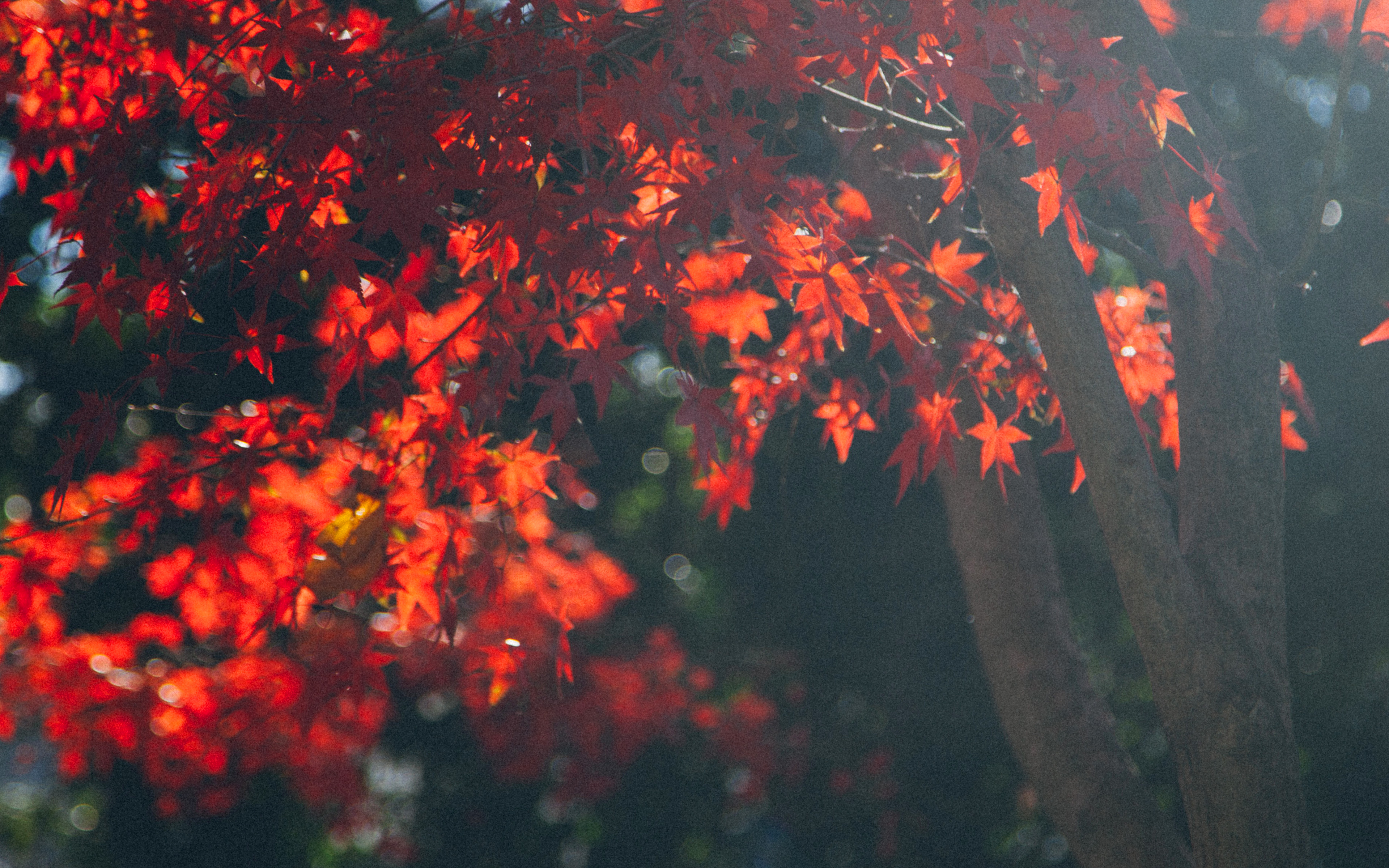 wallpaper for desktop, laptop. fall tree autumn nature
