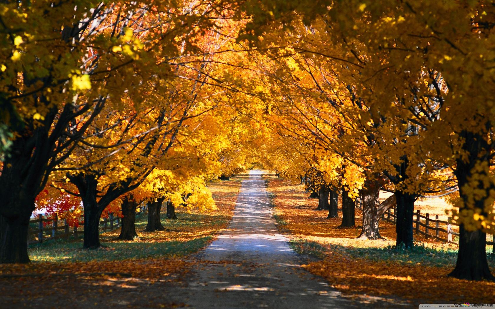 The Tunnel Like Road Formed In The Yellowed Leaves Of The Trees In Autumn 2K Wallpaper Download
