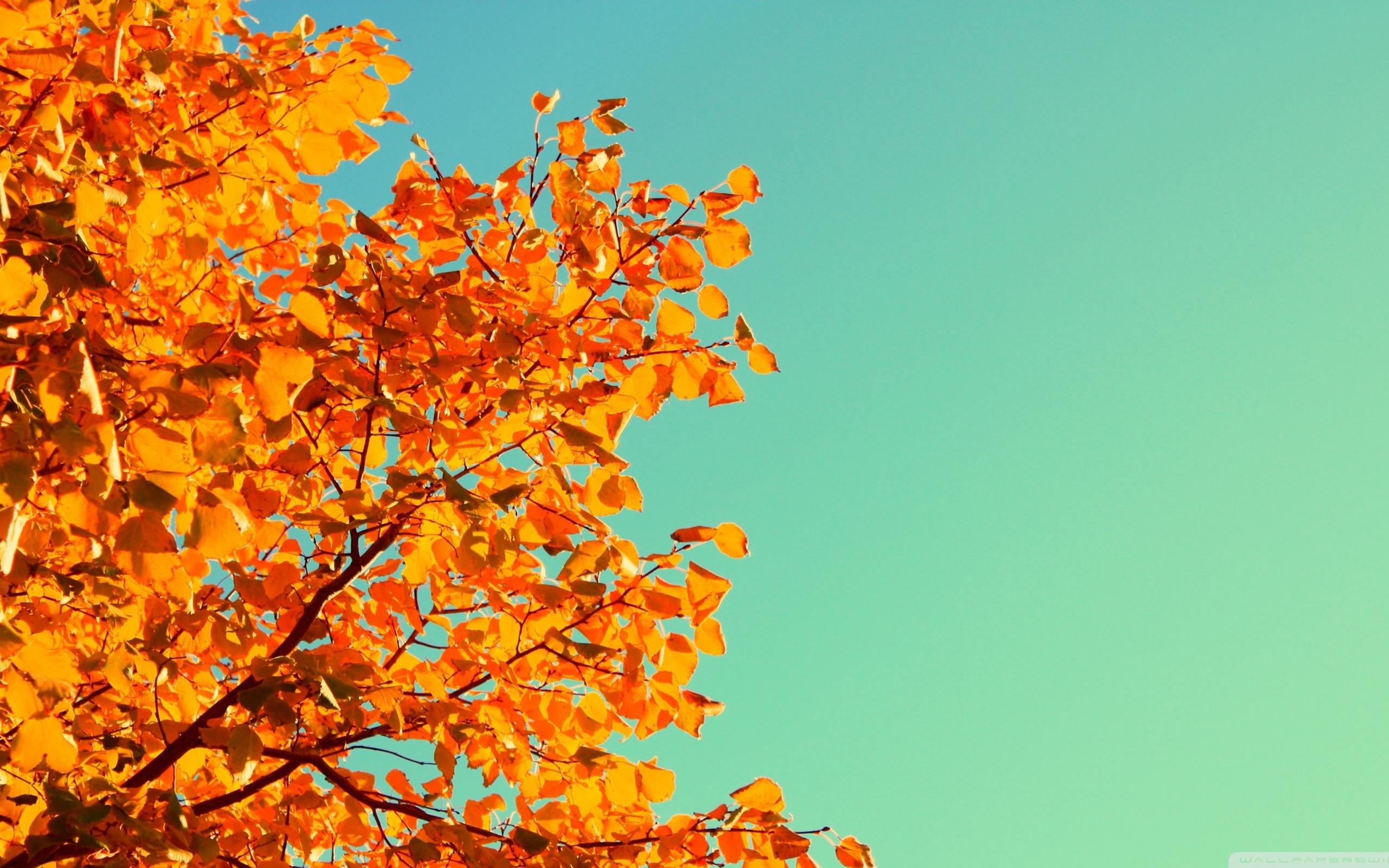 Beautiful Autumn tree and a blue yellow sky