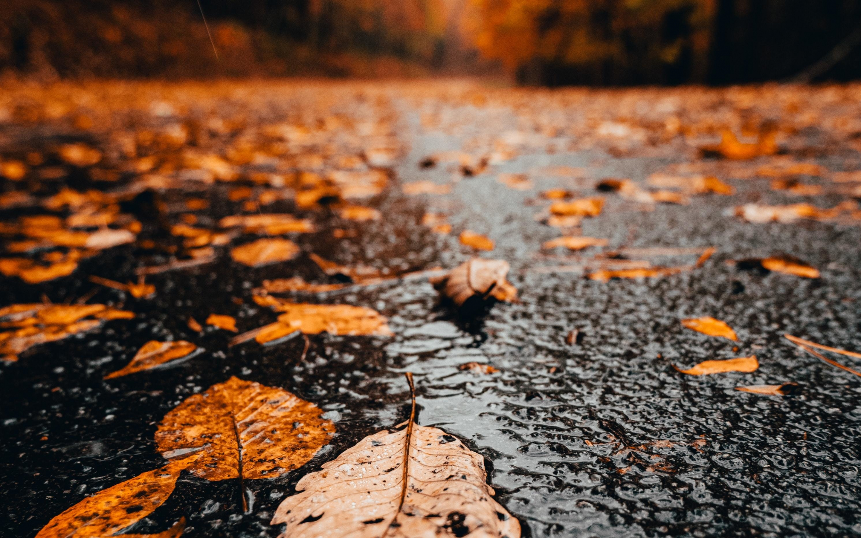 Download wallpaper 2880x1800 close up, yellow dry leaves, autumn, mac pro retaia 2880x1800 HD background, 25245
